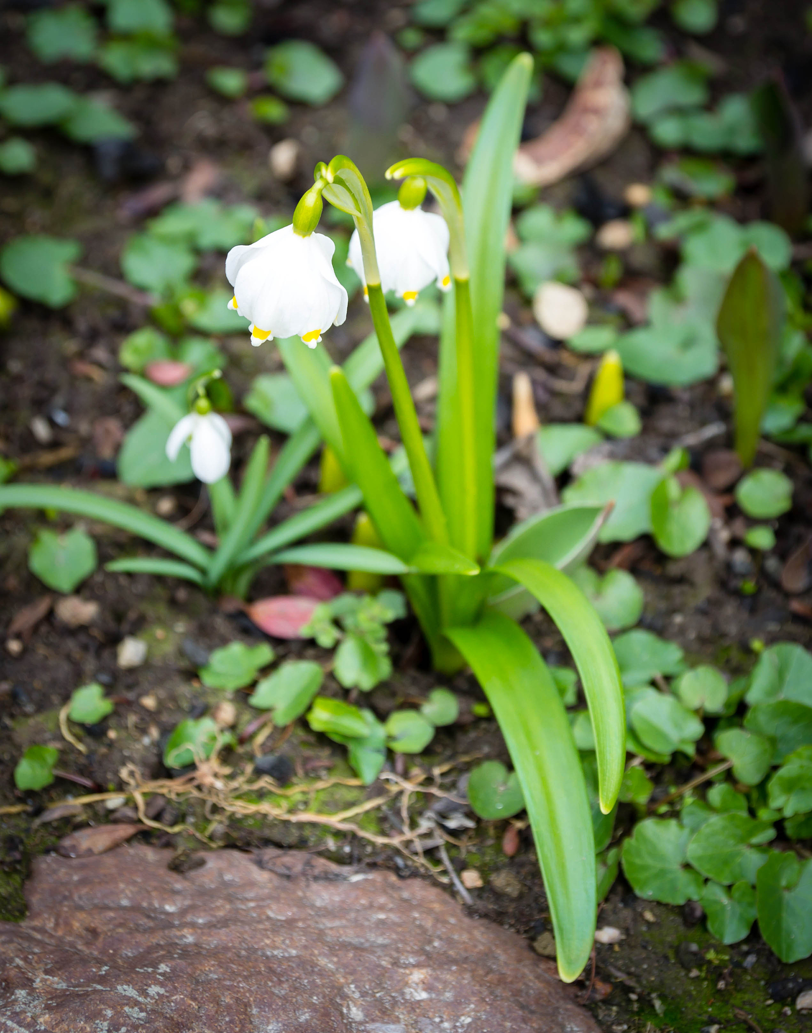 请不少于800汉字的博客文章语言要幽默口语化。主题是：独蒜兰的功效与作用 独头蒜的功效与作用