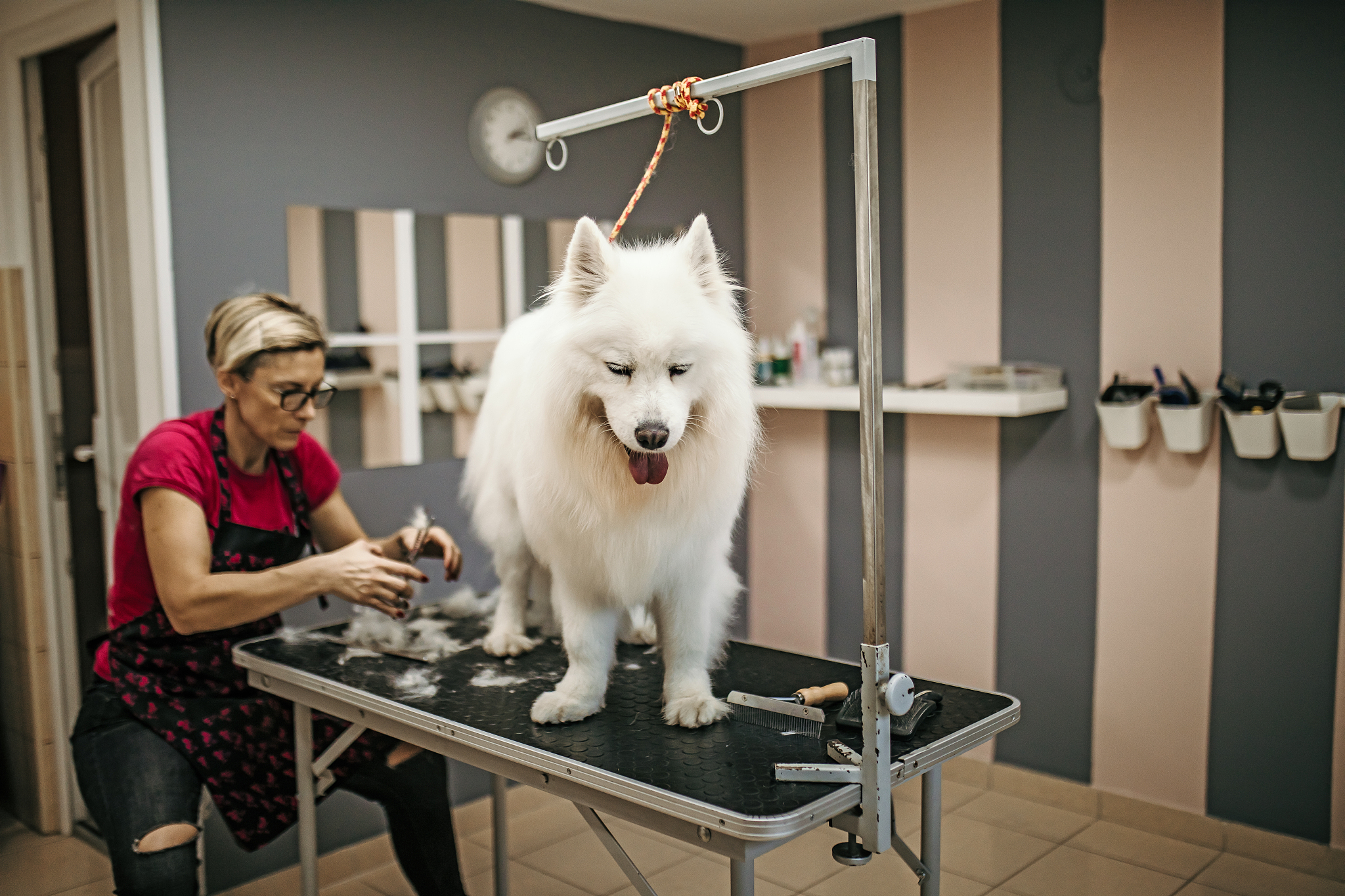 黑龙江农垦科技职业学院宠物养护与驯导专业好就业吗