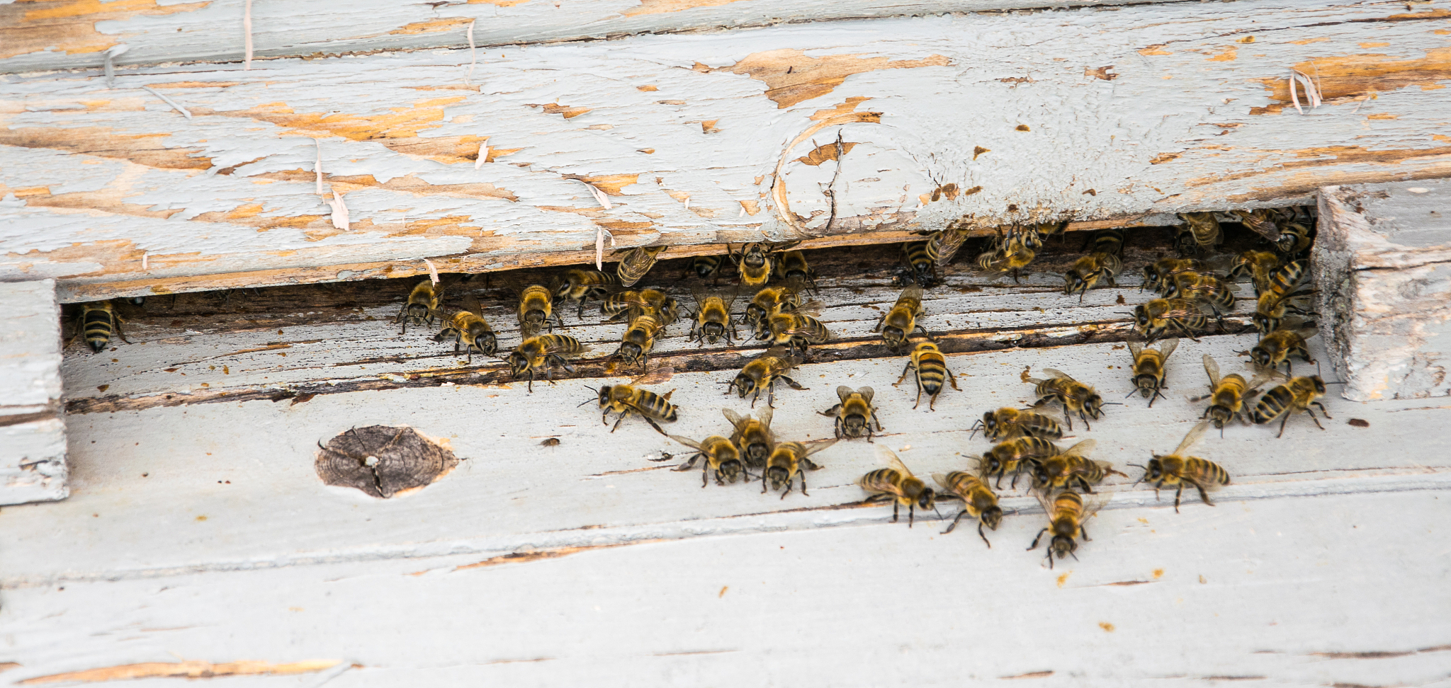 bees in beehive.working bees close up near the beehive on a brig