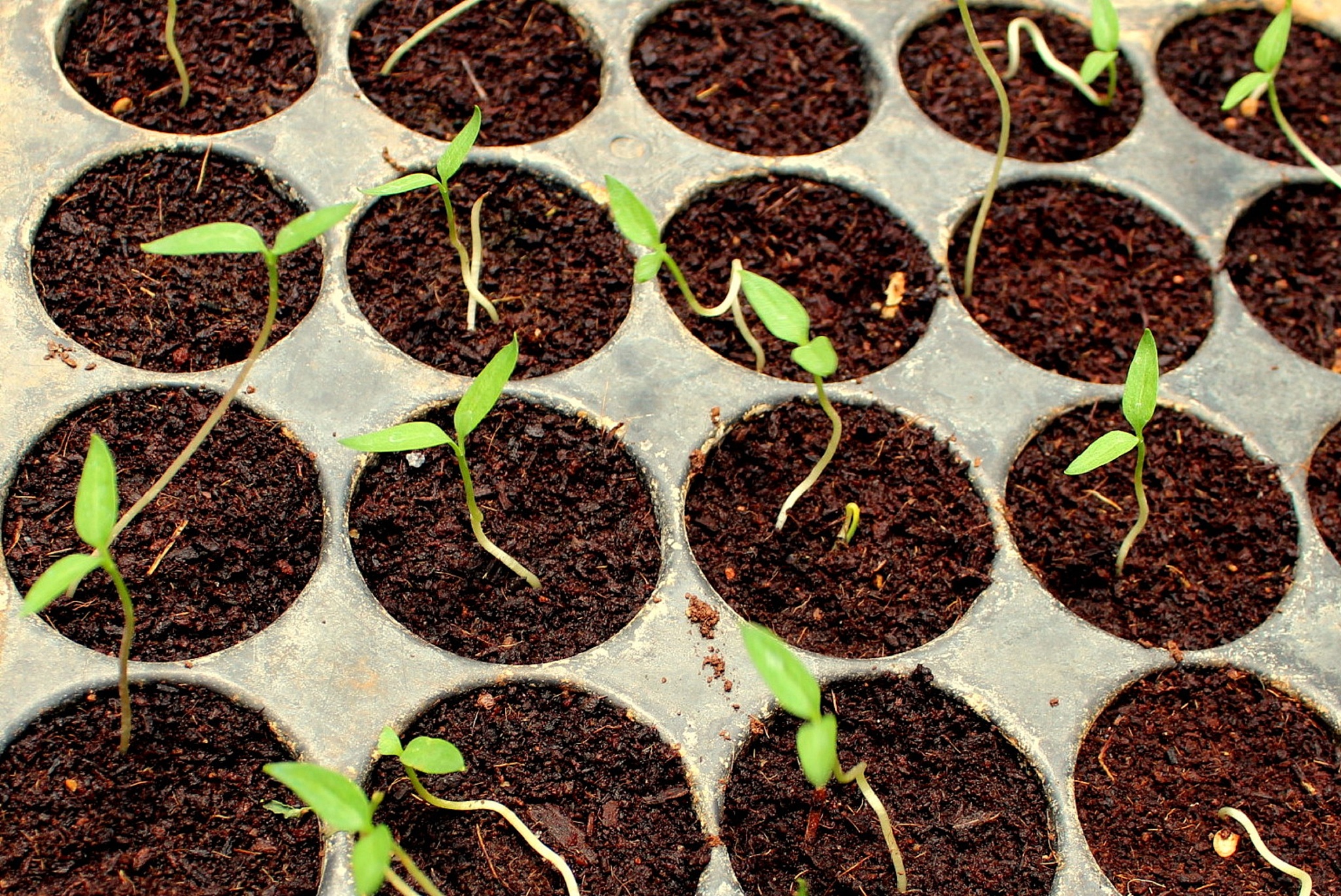 种植的材料是什么？