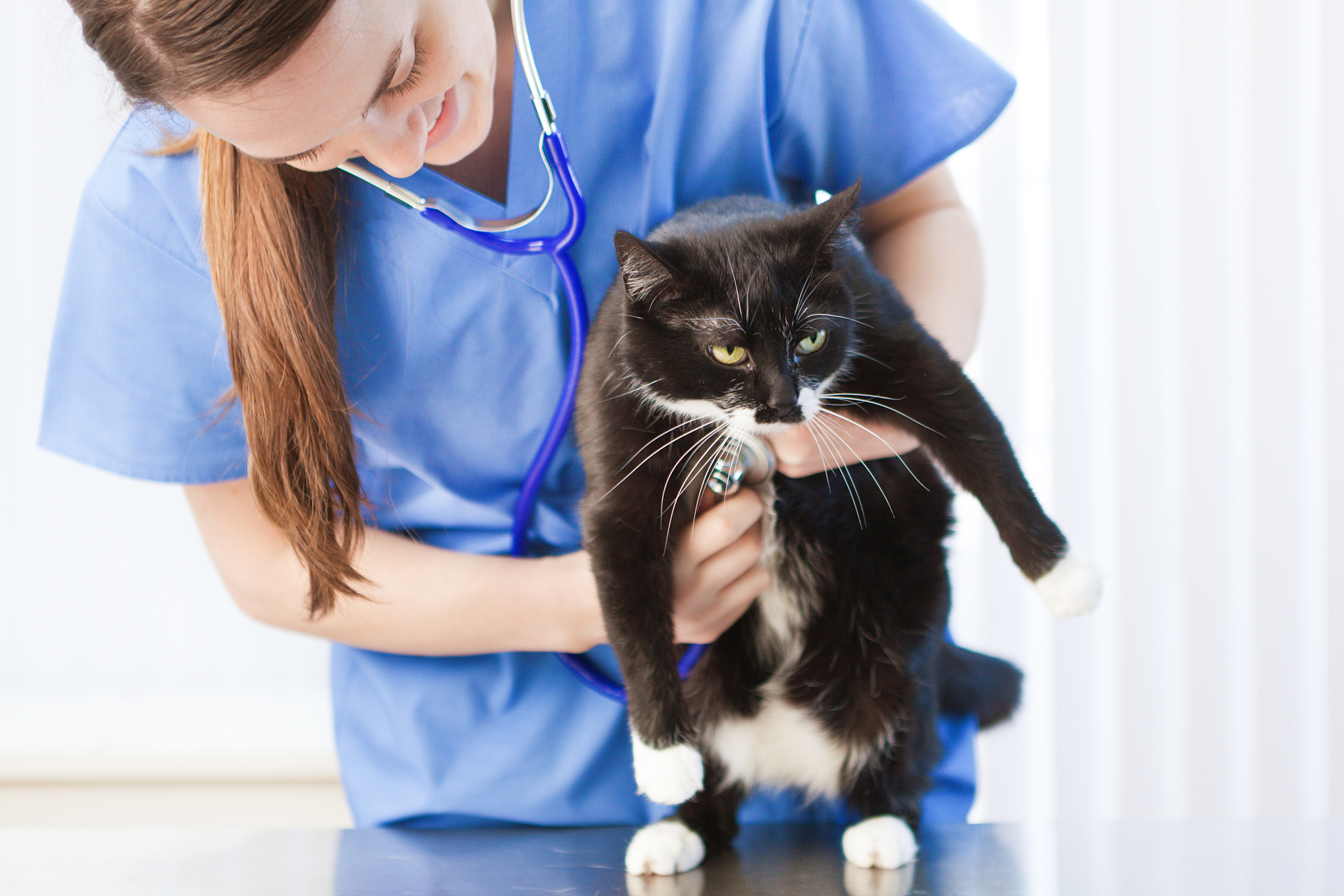 VETERINARY PARASITOLOGY期刊：兽医寄生虫学研究者的必读期刊