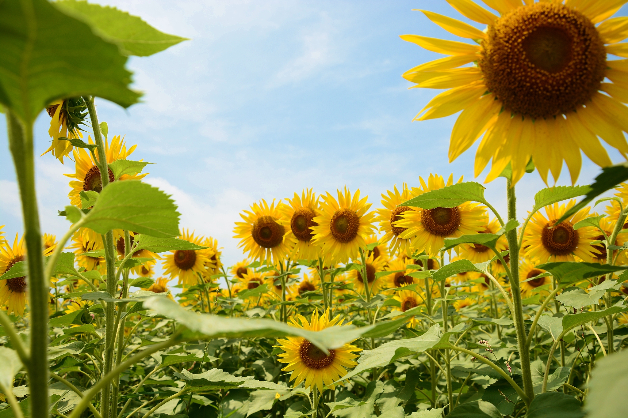 向日葵的4字词语：10个描绘阳光花朵的美丽词语