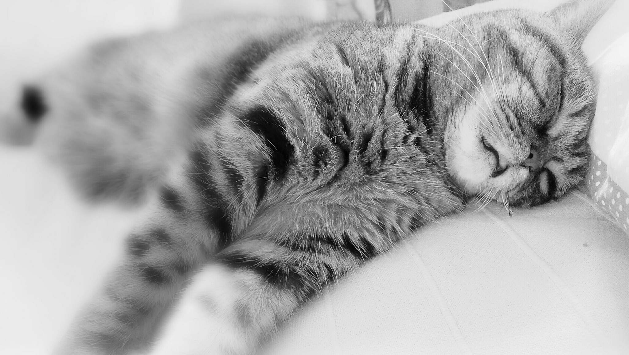 close-up of cat sleeping on bed at home