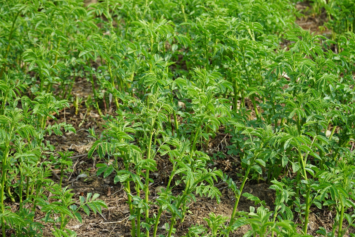 中草药栽培技术专业好不好