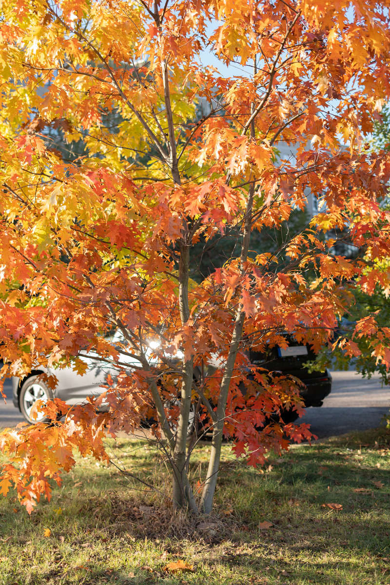 ☀️🌳📸  照片征集大赛作品名，求15个灵感标题！