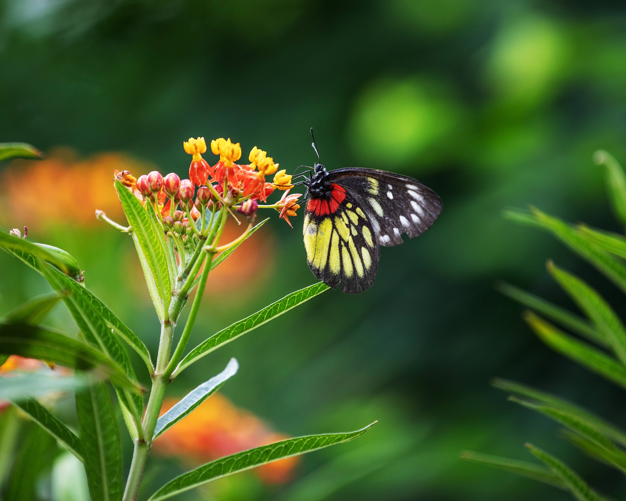 感恩诗歌：表达内心的感激之情