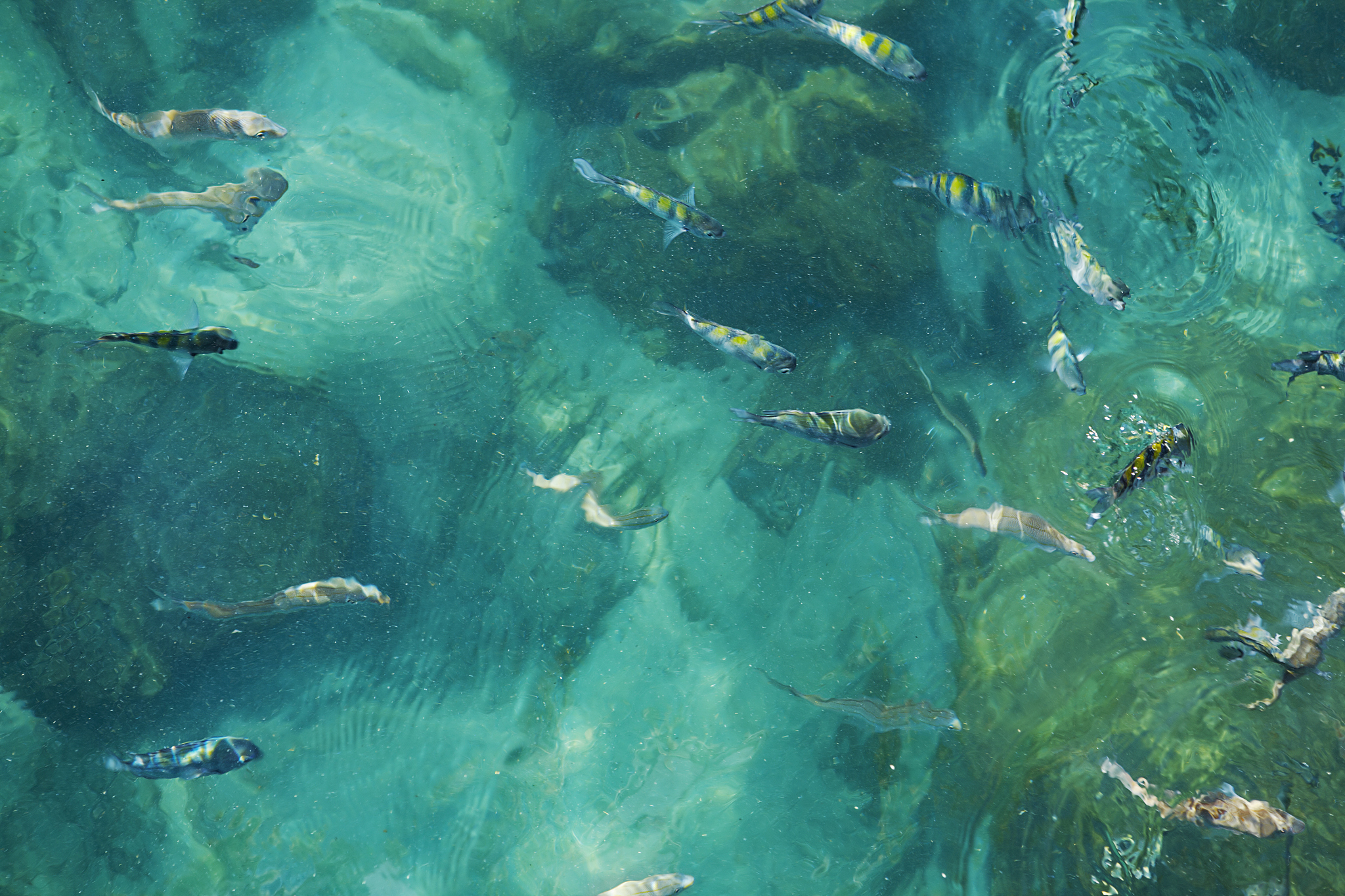 fish in the ocean