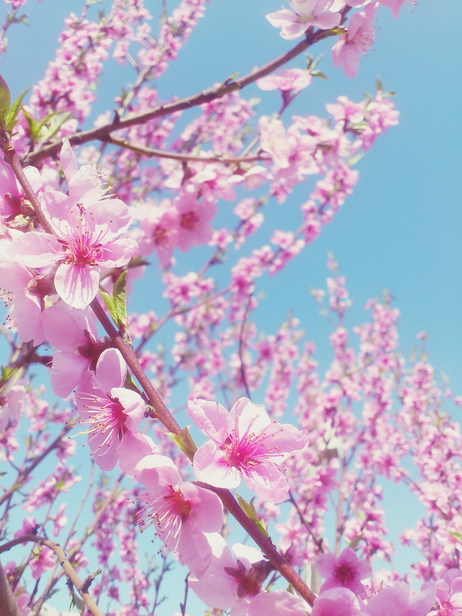 樱花诗词：春日烂漫，粉红如霞
