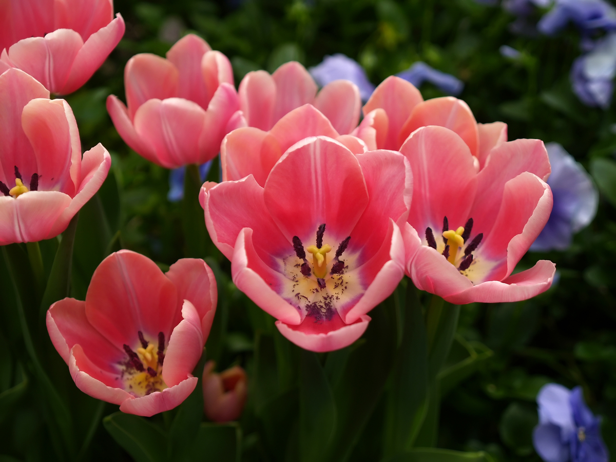 我需要一张花的图片