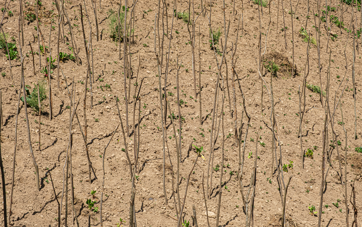 板结土壤：植物生长的致命杀手