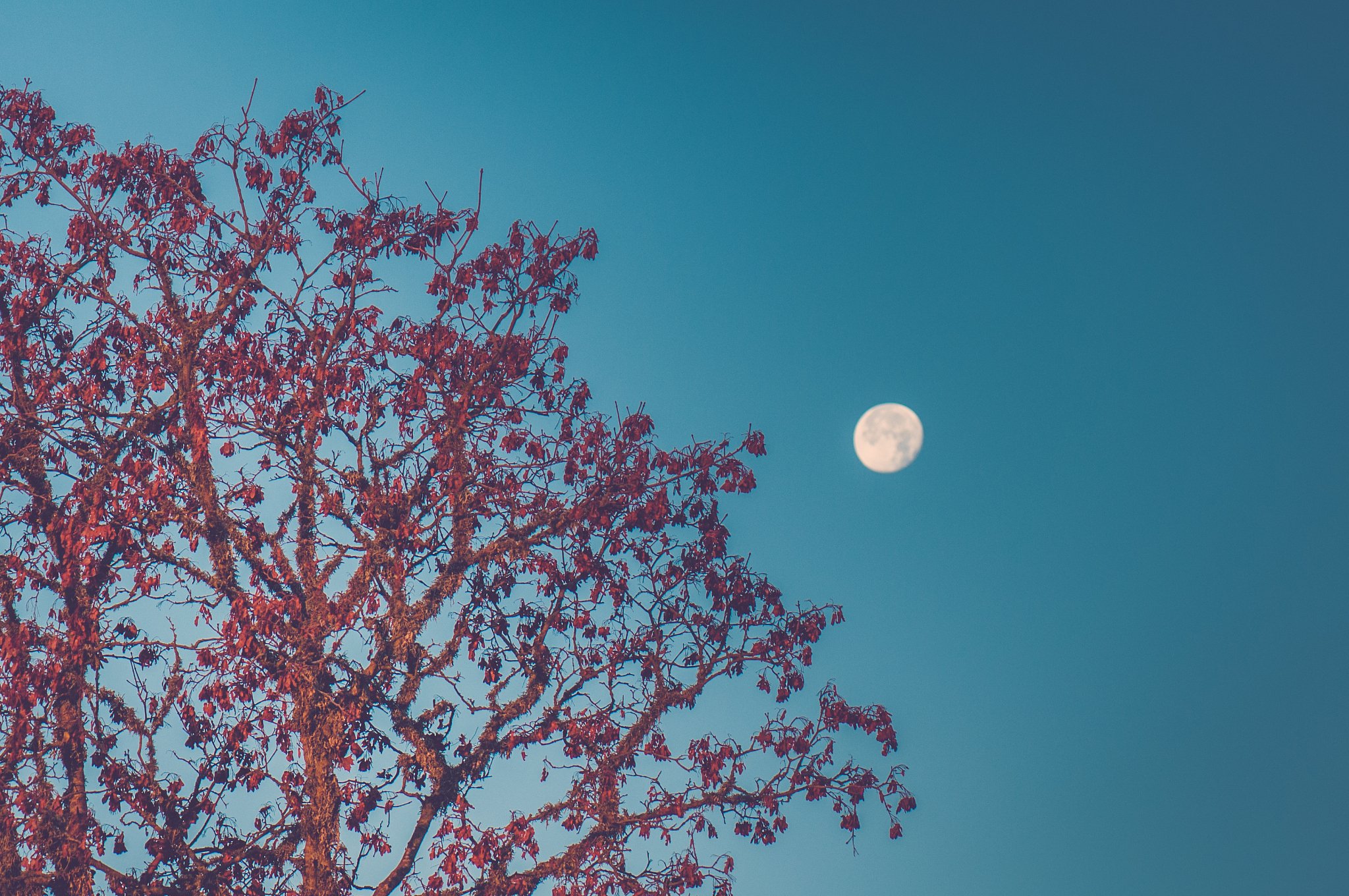 The Moonlit Phoenix Tree: A Poetic English Translation