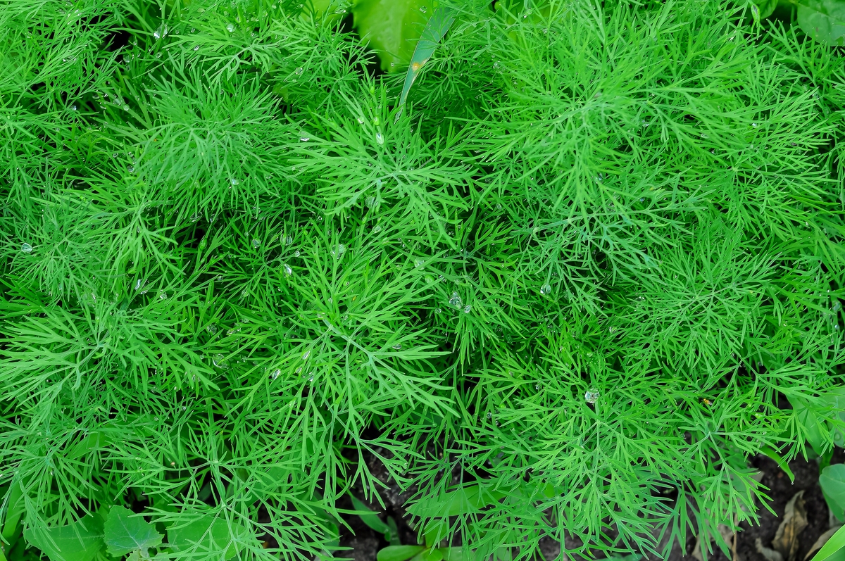 芦笋种植指南：从适宜地区到优良品种