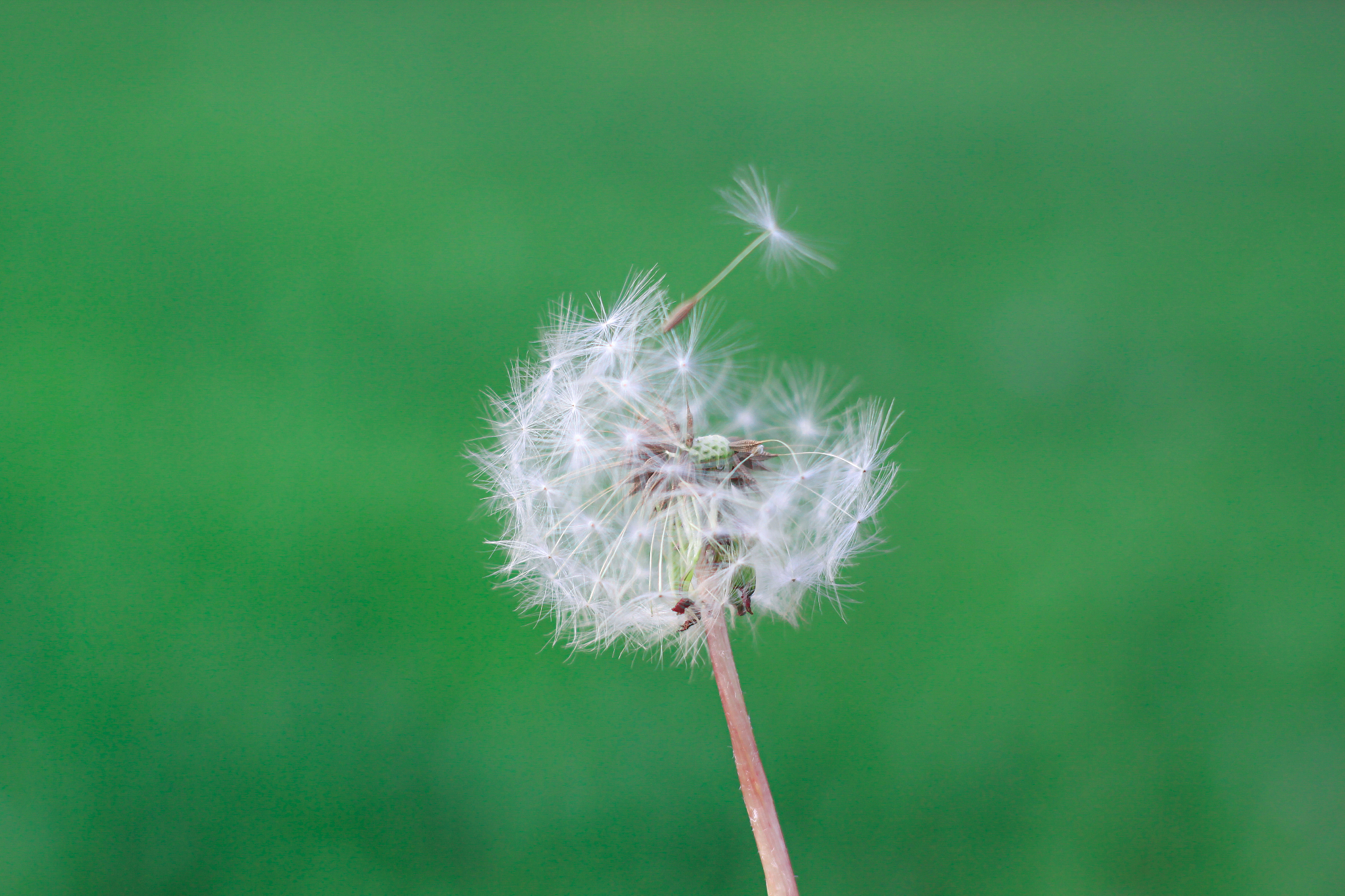 描写蒲公英随风飘扬的句子