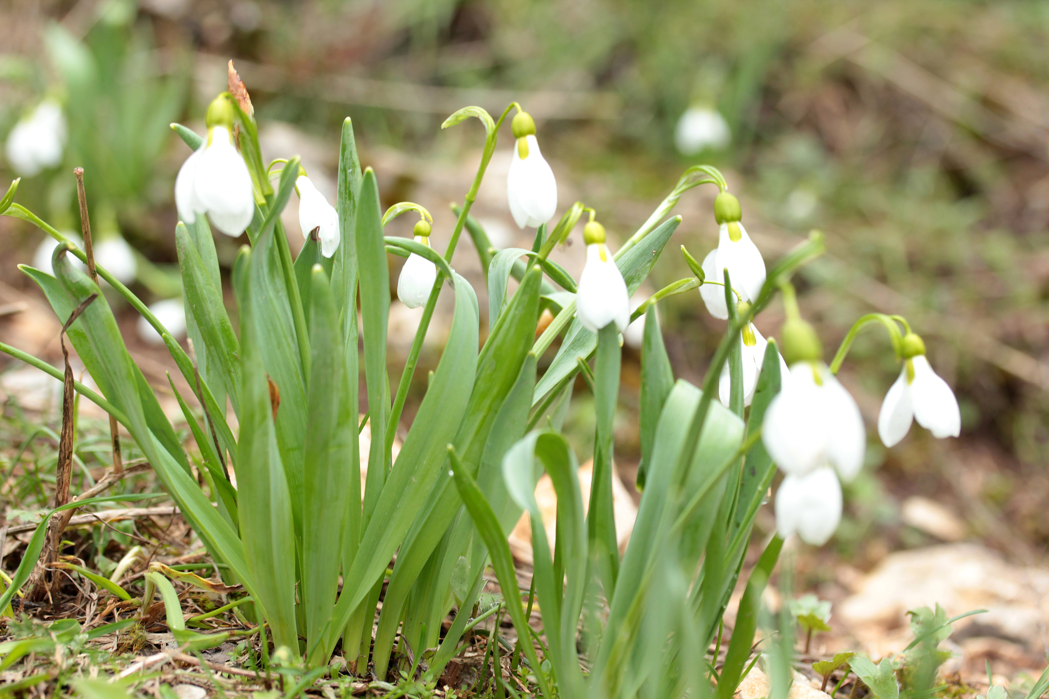 snowdrop flowers blooming in winter