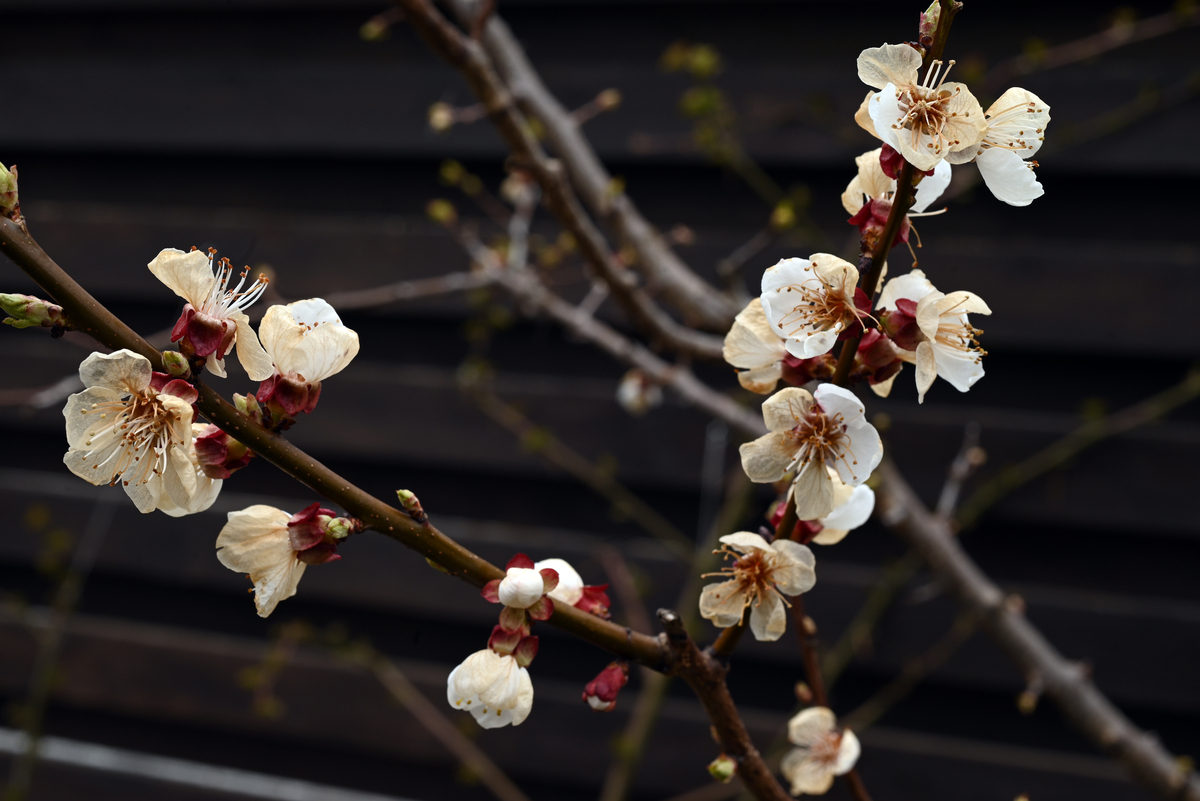帮我写一下玉树琼枝的美好寓意100字