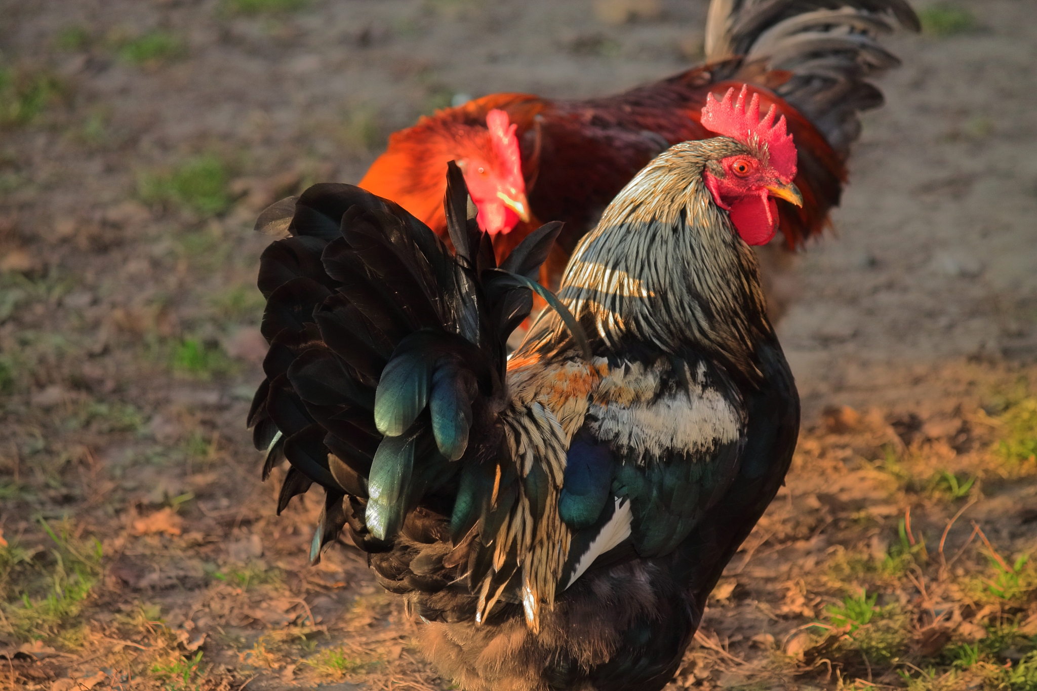 beautiful young cock