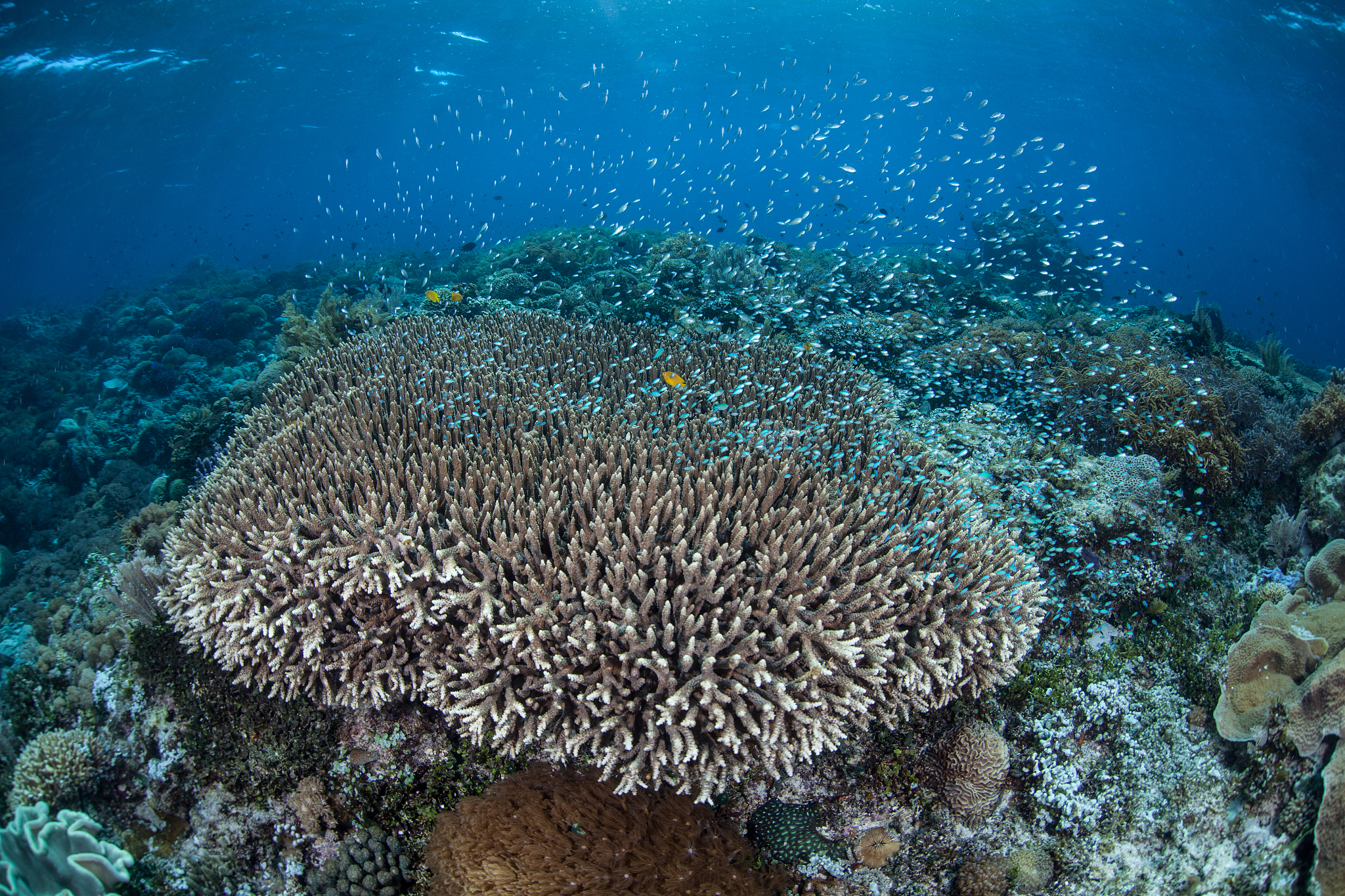 juvenile fish and coral