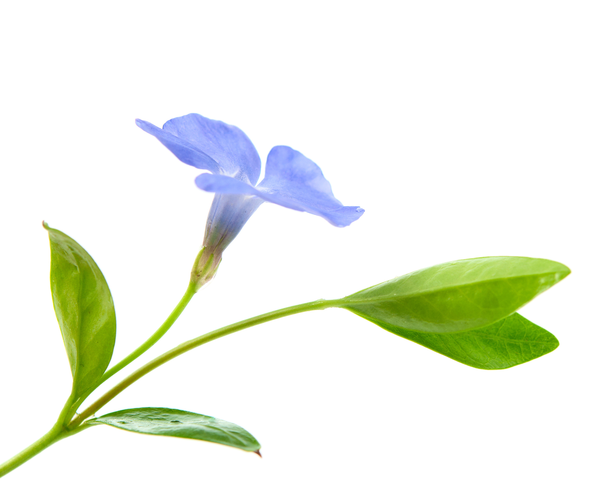periwinkle flower