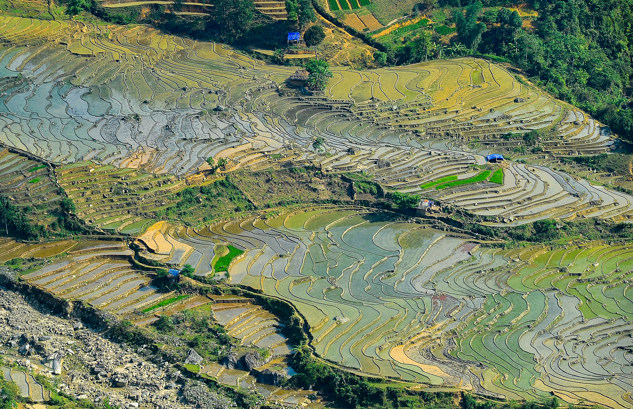 high angle view of rice field