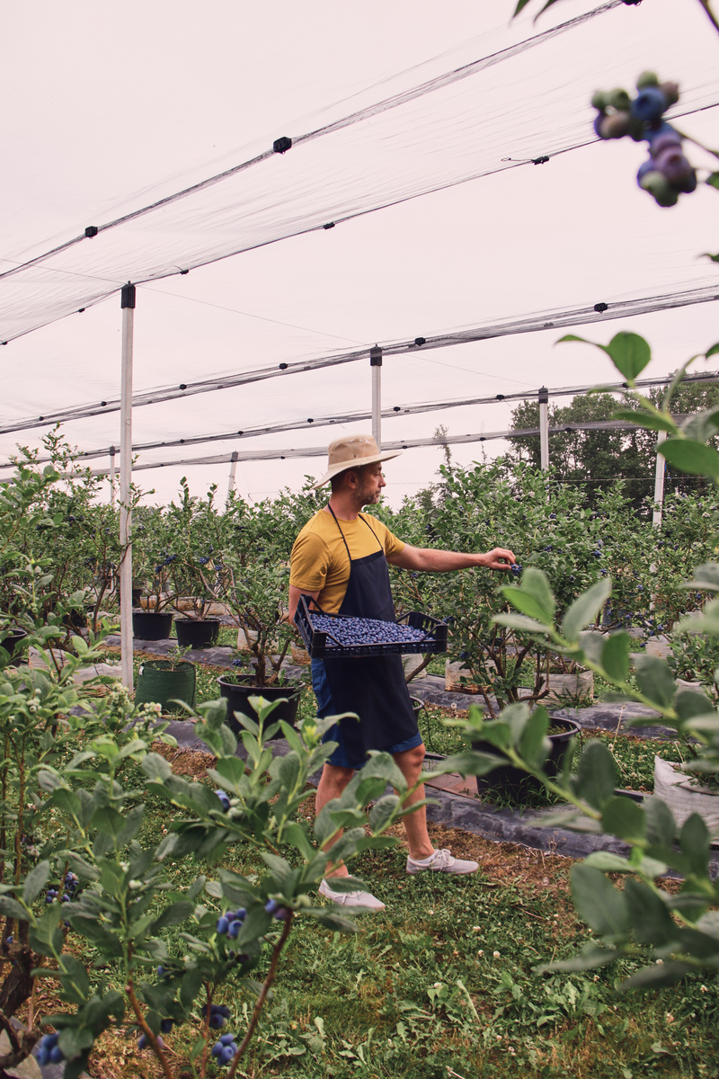 如何在村镇中与村民们开展以蓝莓的养殖和宣传请写出一份活动策划案