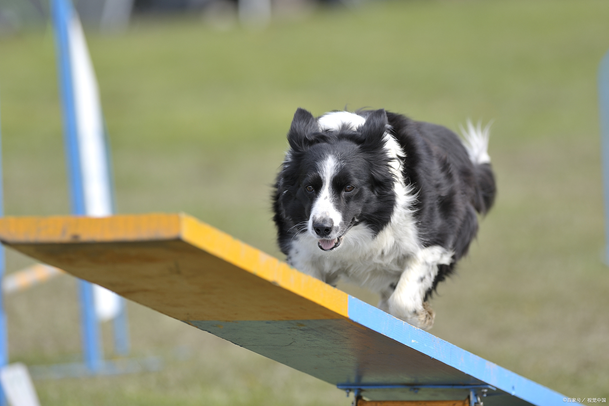 别再只知道边牧聪明！狗狗智商排名藏几个冷知识：这2种狗居然比金毛厉害