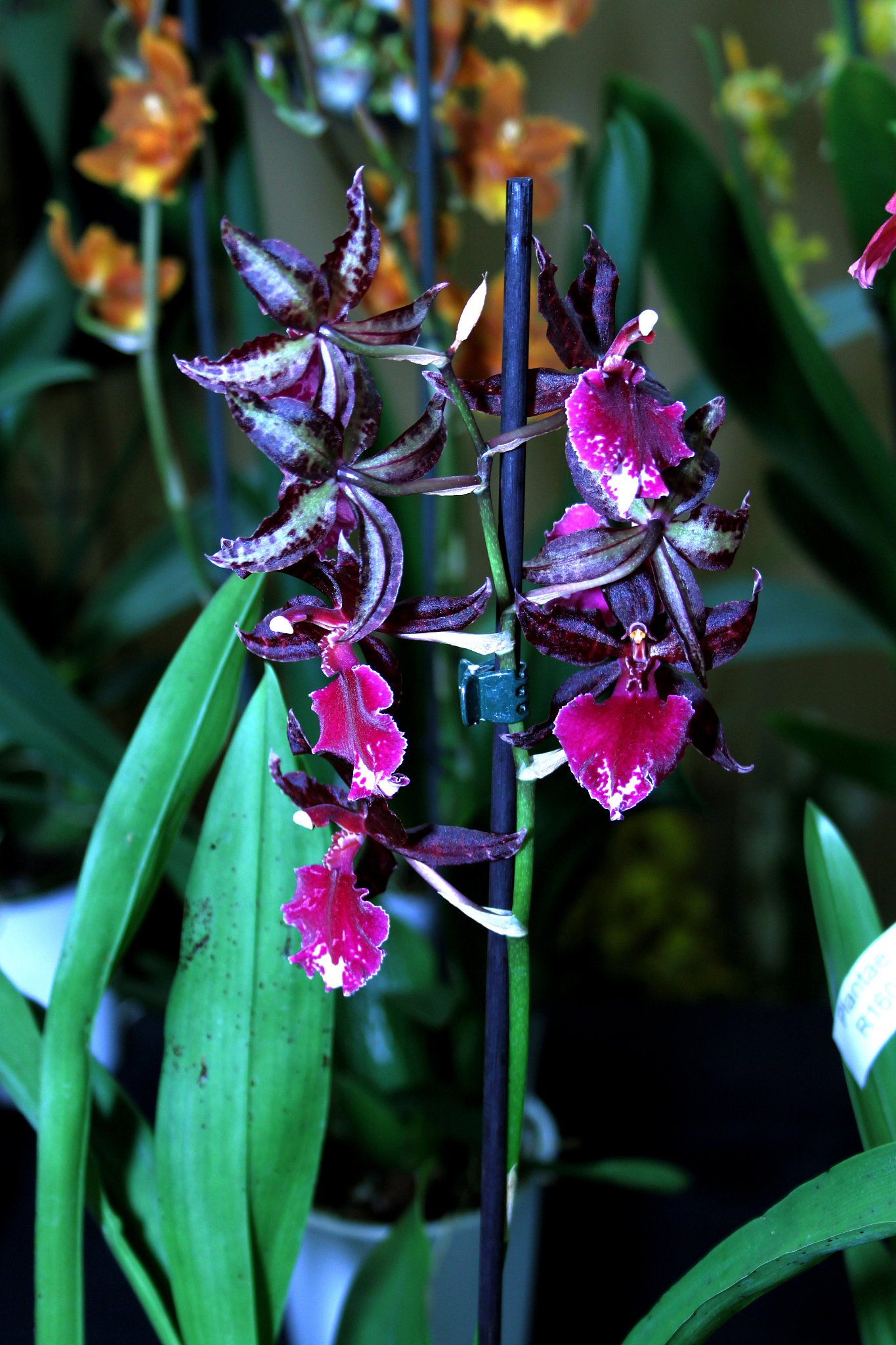 colorful orchid species