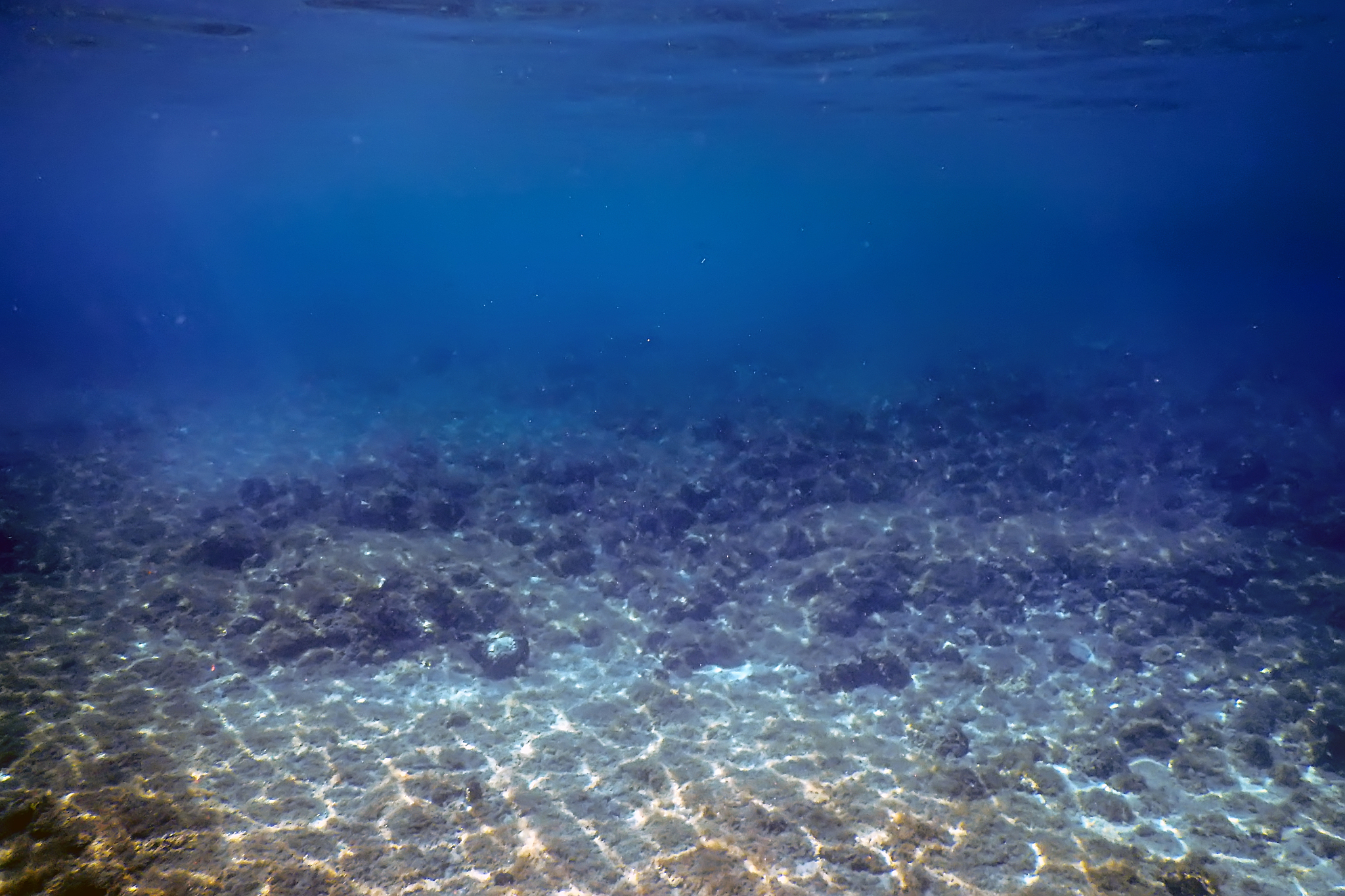 sea life underwater view sunlight, underwater life.