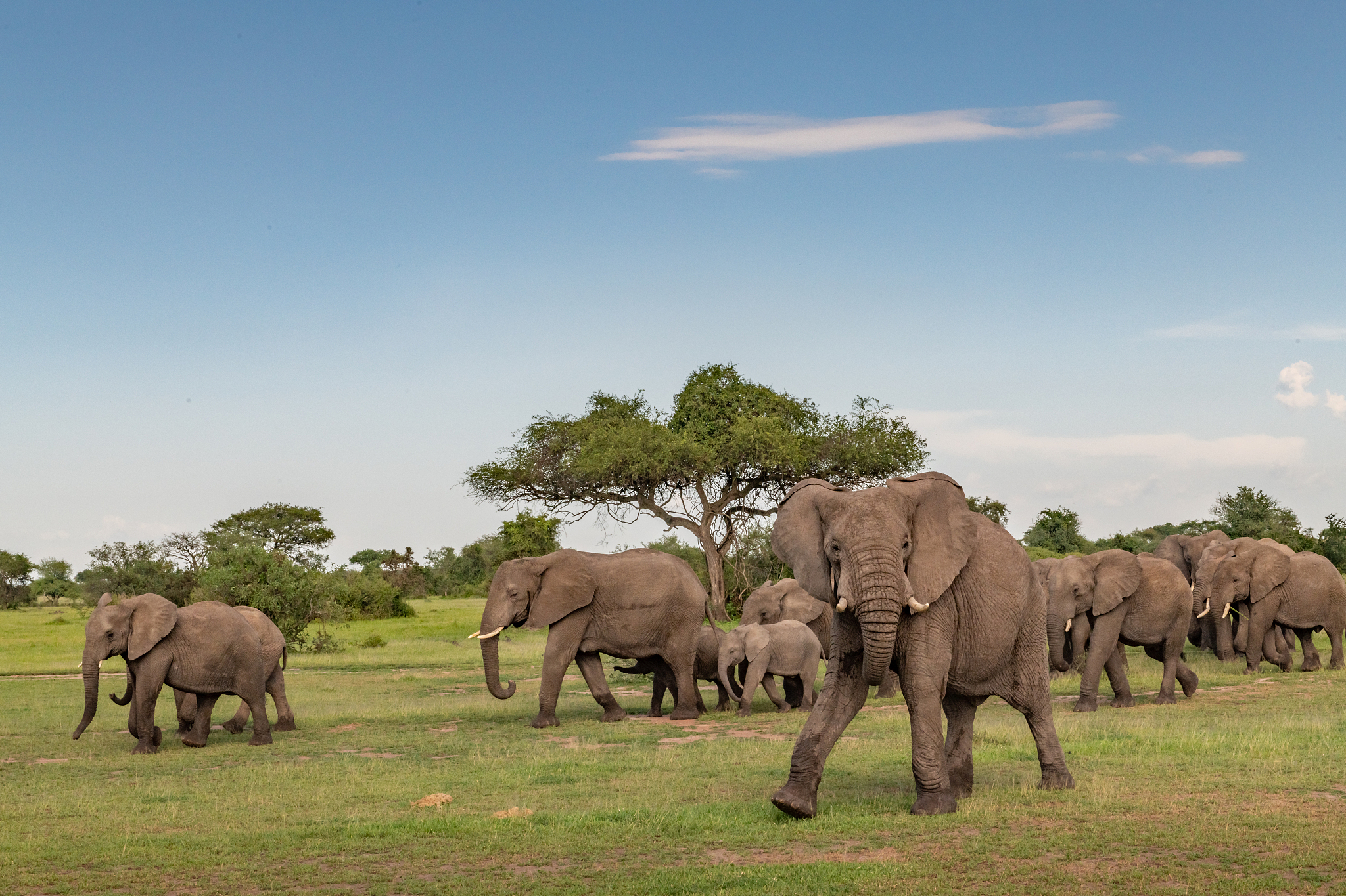 moving herd
