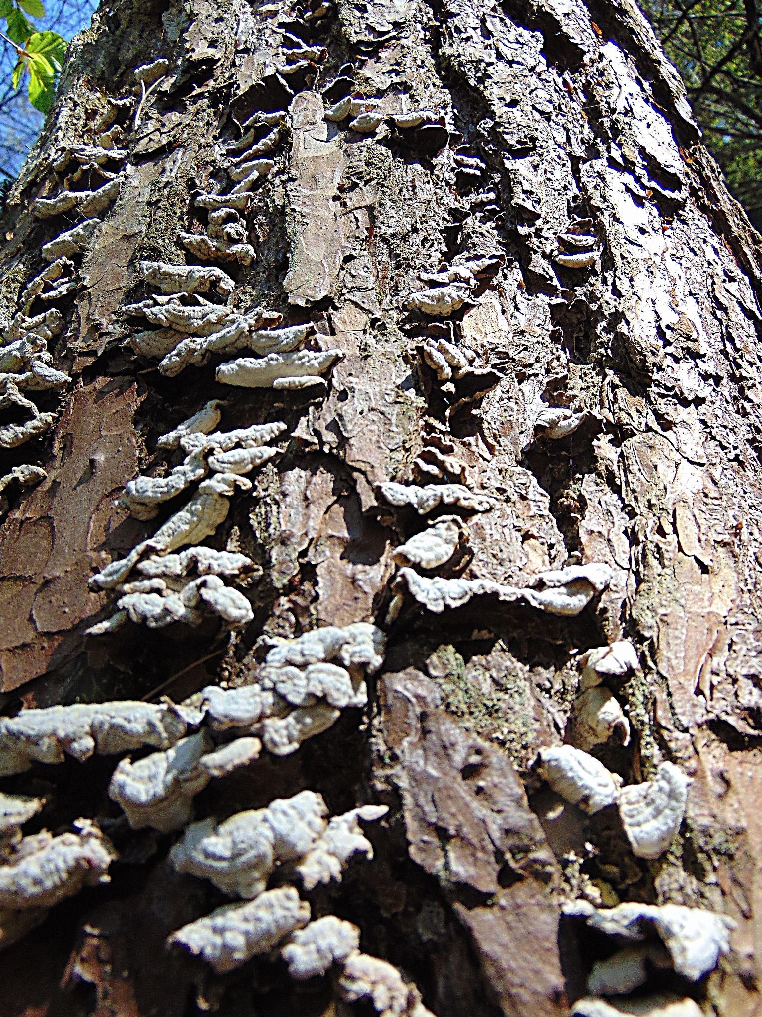 广东车八岭大蕈甲种类研究