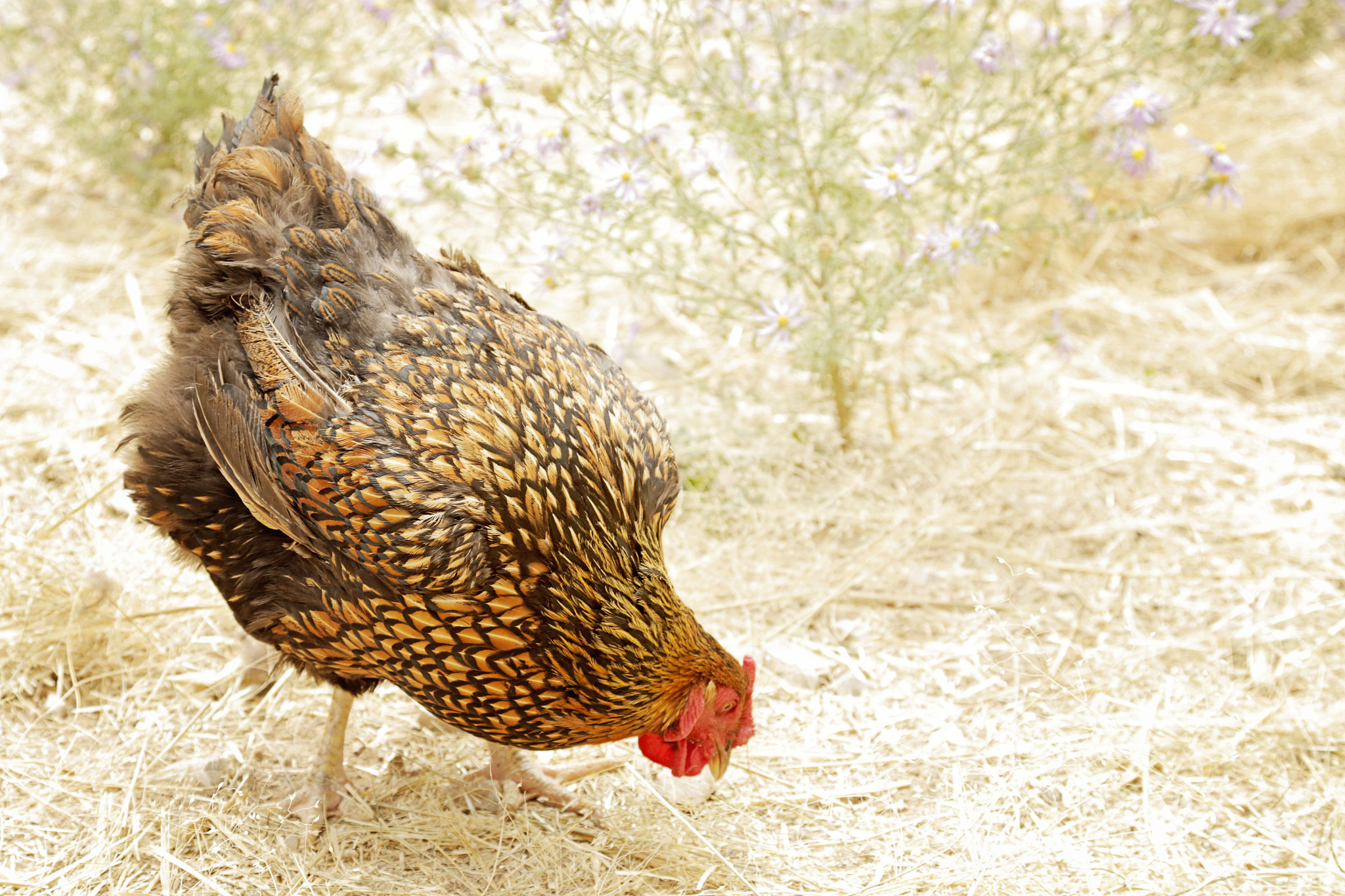 chicken