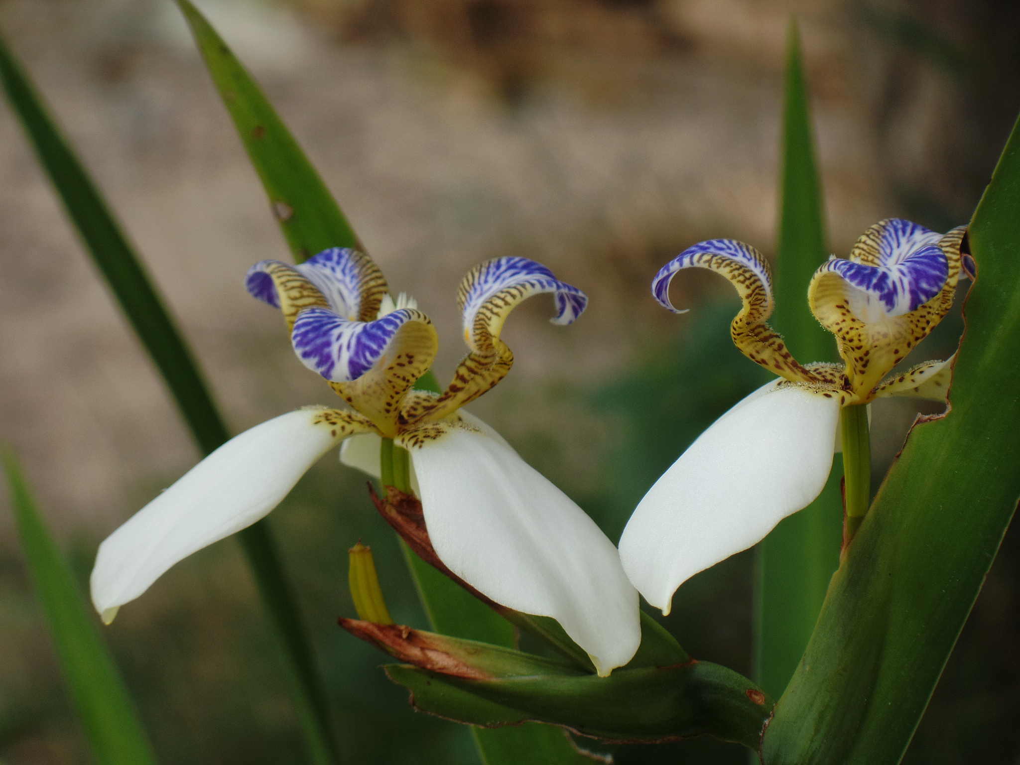 brazilian neomarica candida flower in the garden