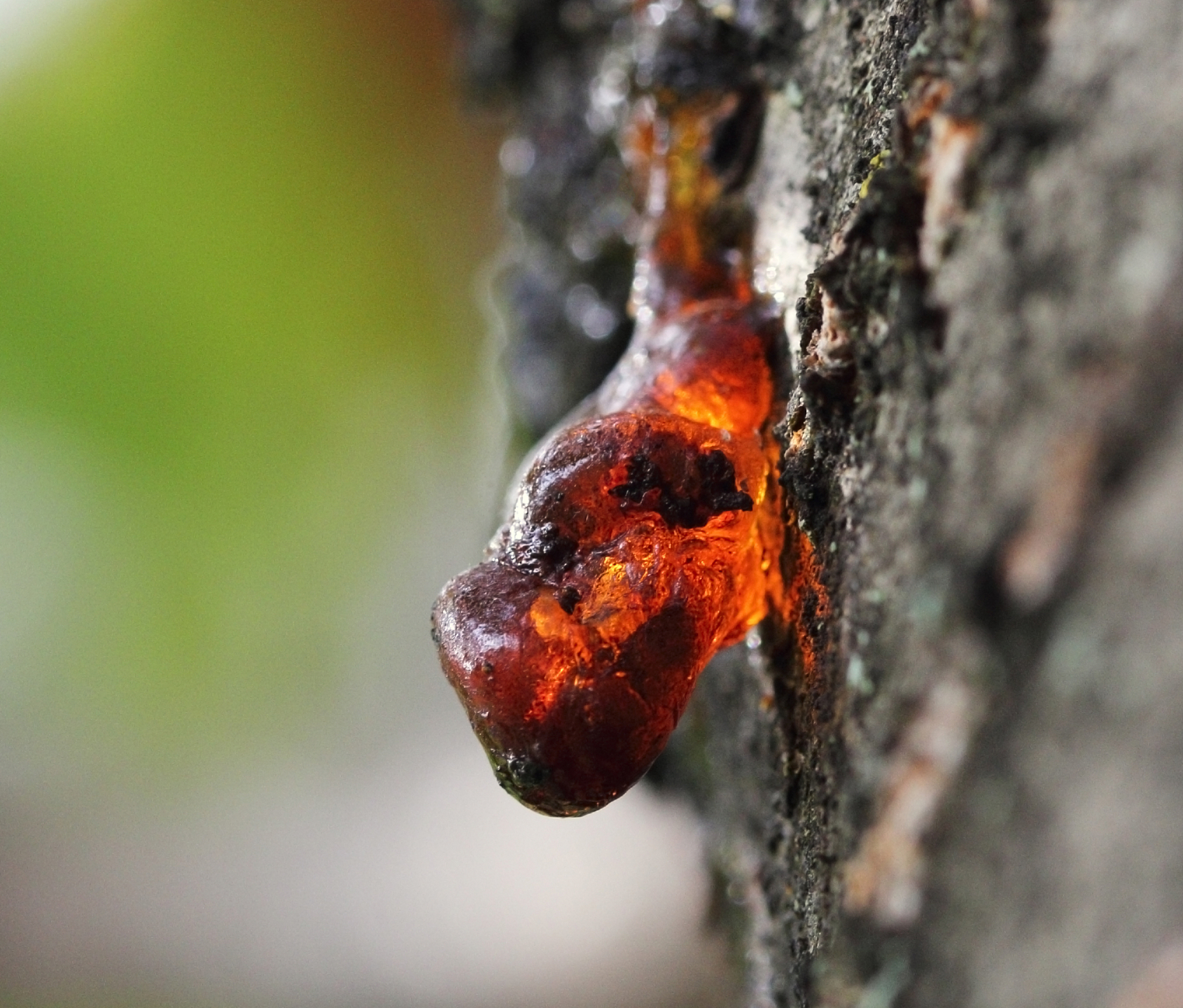 a macro close up view of yellow cherry resin on the cherry tree 