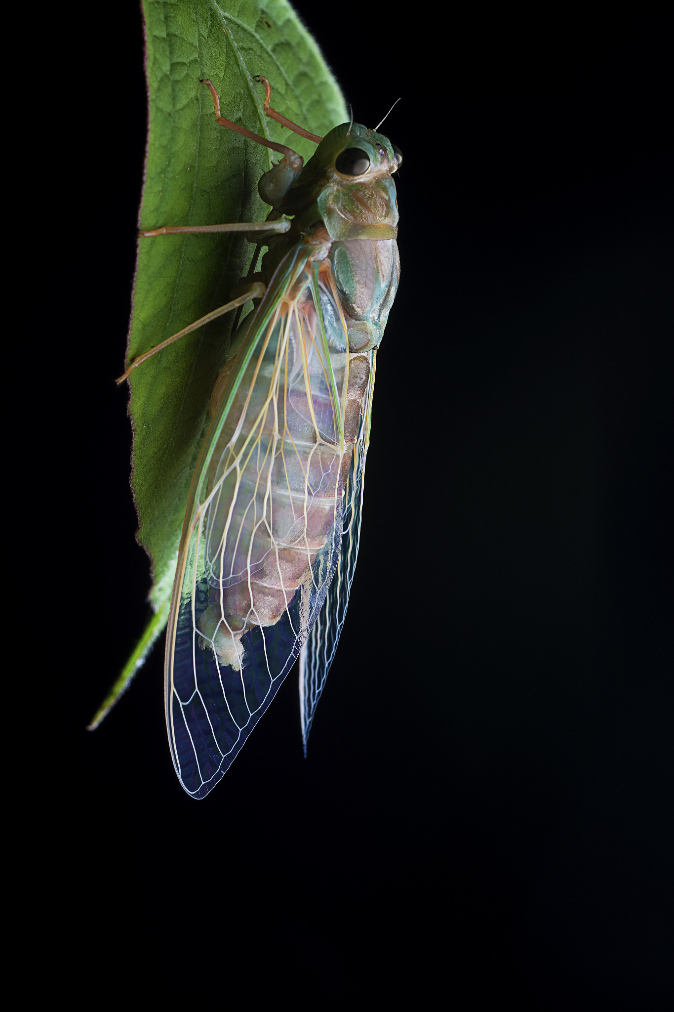 你现在是一个科普知识专家请你帮我在下文的基础上二次创作成为一个丰富、有信息量、有编辑思路、有独创性的新文章在尽量保留原文的情况下加入精彩的解说点评：地下休眠17年天空展翅17天金蝉脱壳难得知了声声难入眠。今天我将带你了解一下最懂数学的金蝉。今天我要给你们讲讲蝉的奇妙生活。你知道吗蝉的生命中有99的时间都是在地下度过的。当你在夏天听到知了不断鸣叫时那意味着它们即将度过它们最后的时光了。全世界有超过两