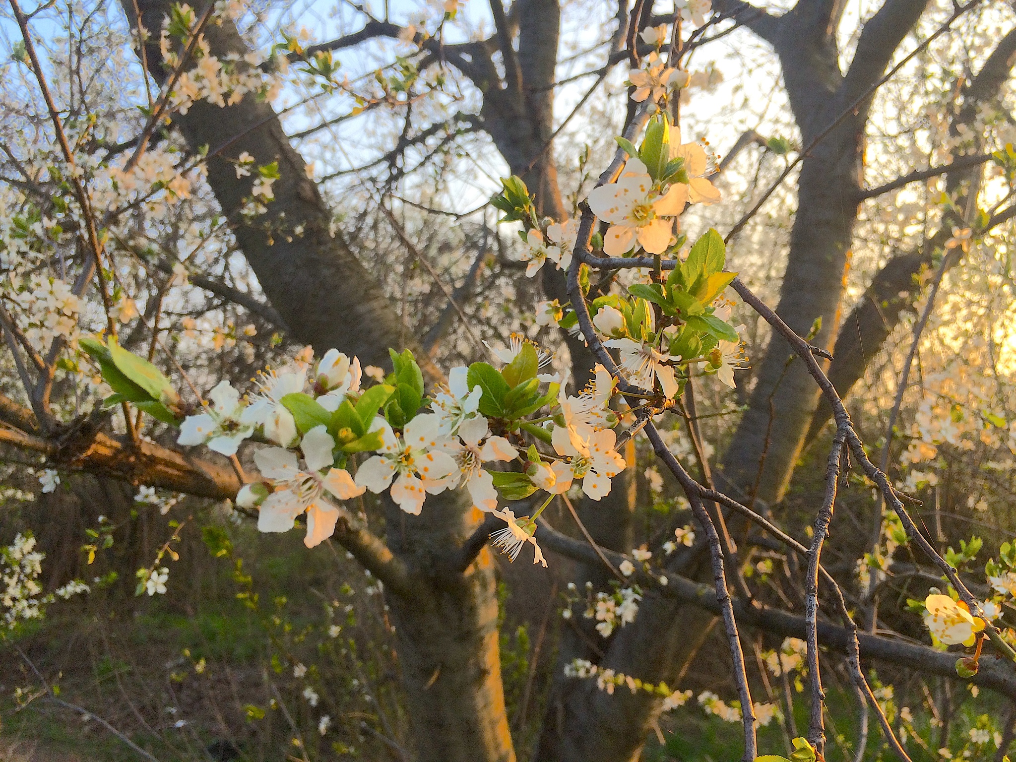 frühlingsblüte