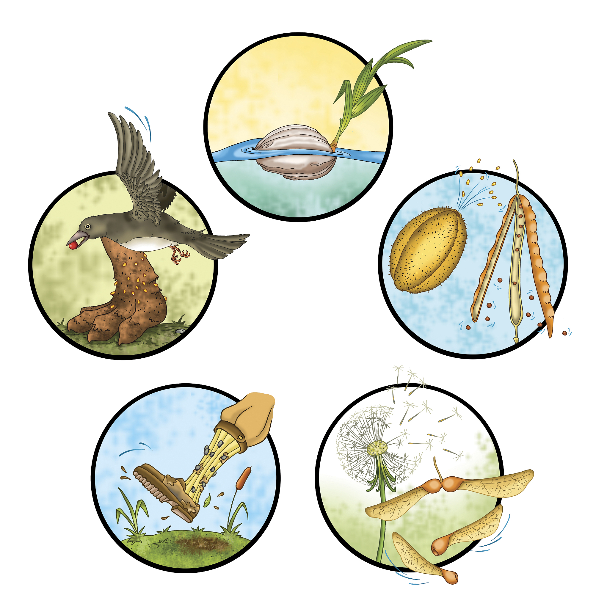 研究两栖类犁骨齿的意义