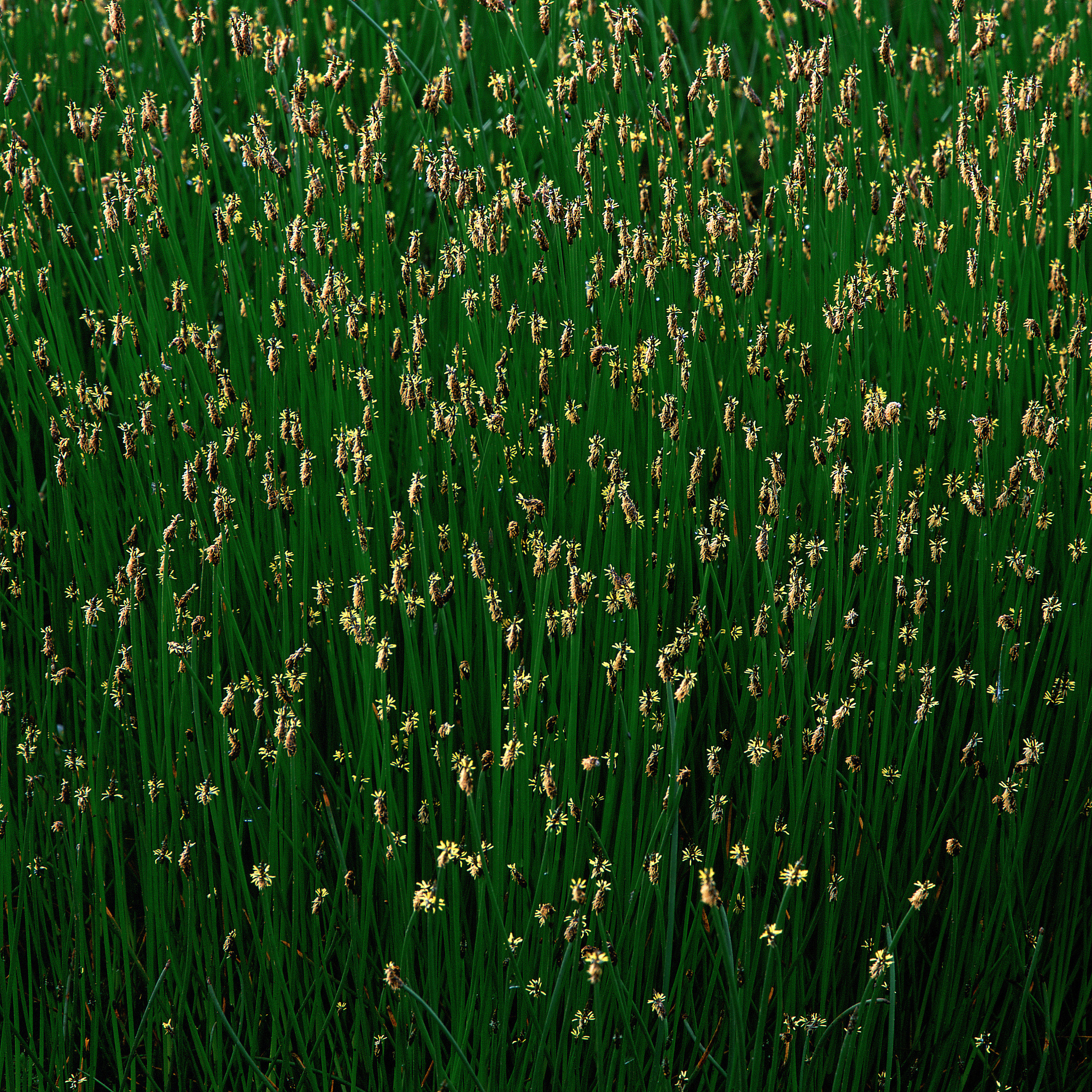 云南林业技工学校园艺花卉专业招生 - 2022年招生简章