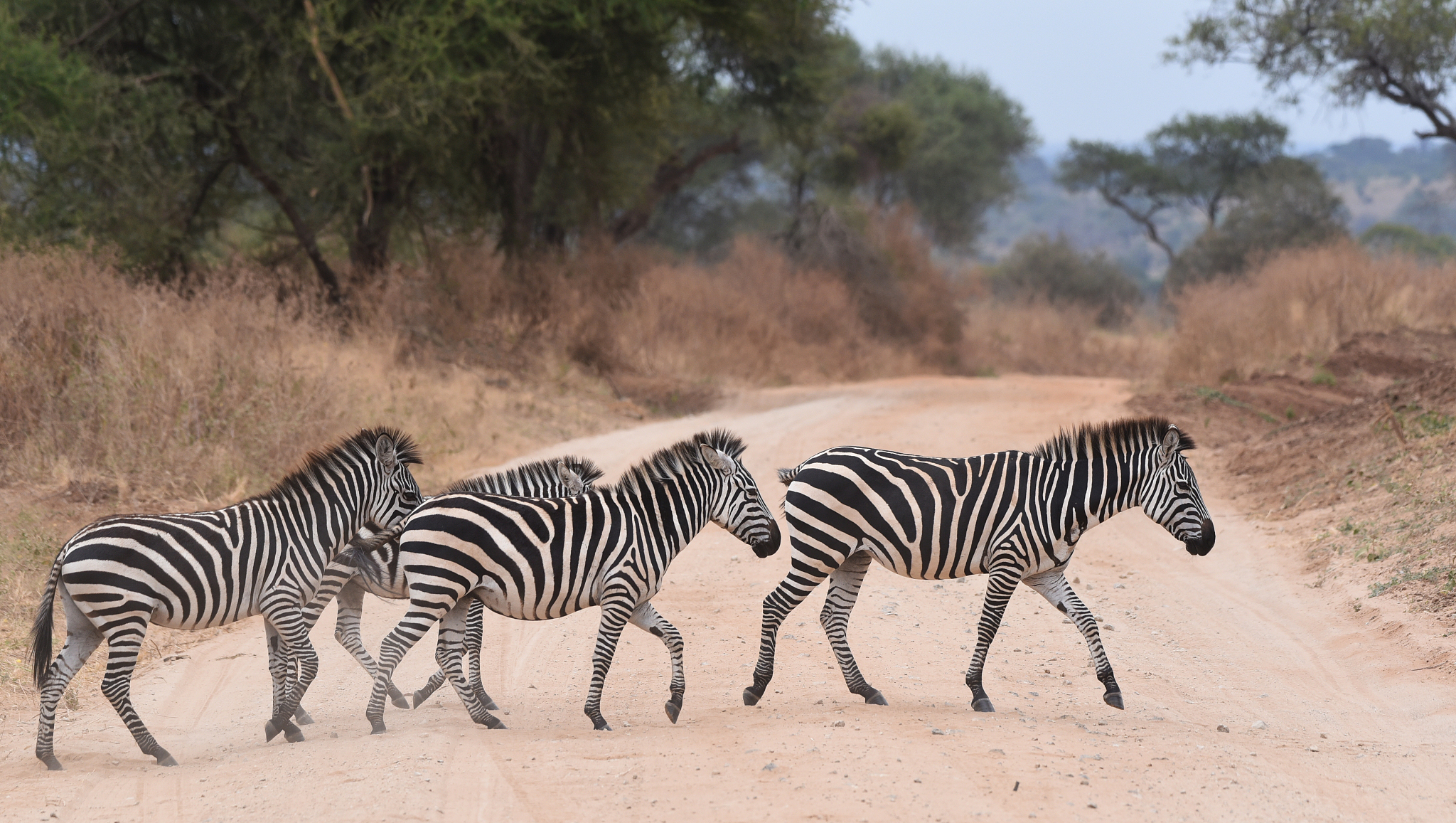 a herd of zebra in tarangire np in tanzania