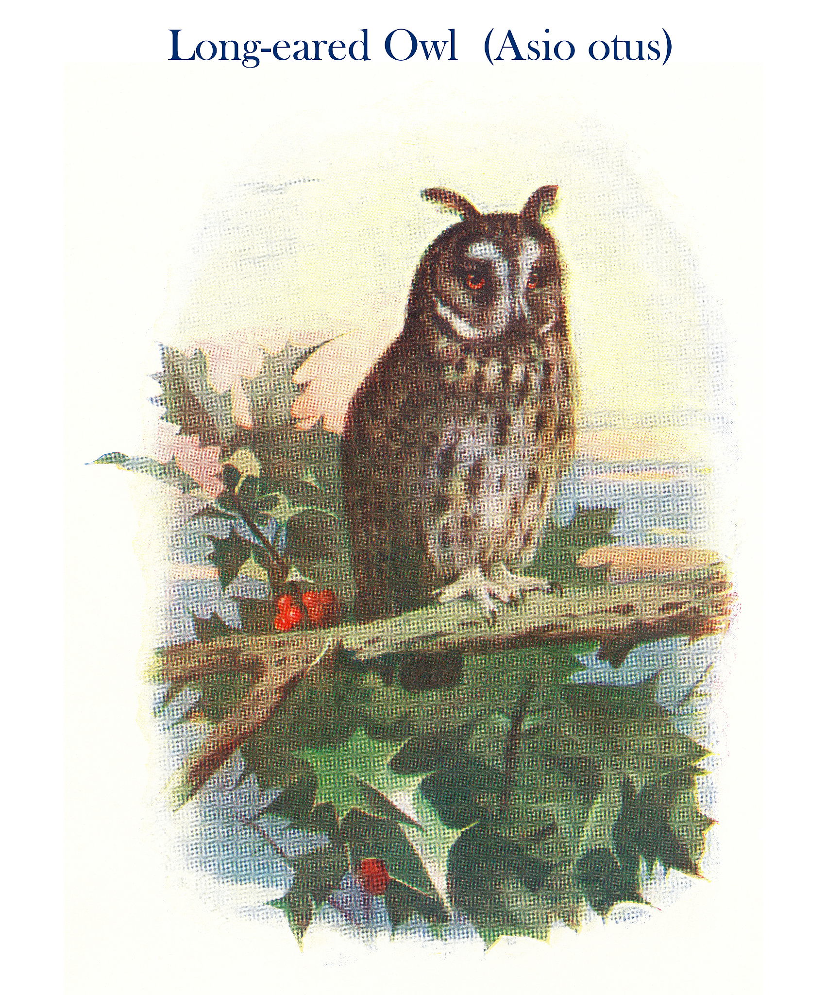 what is the original theory of The early bird catches the worm! where did it come from