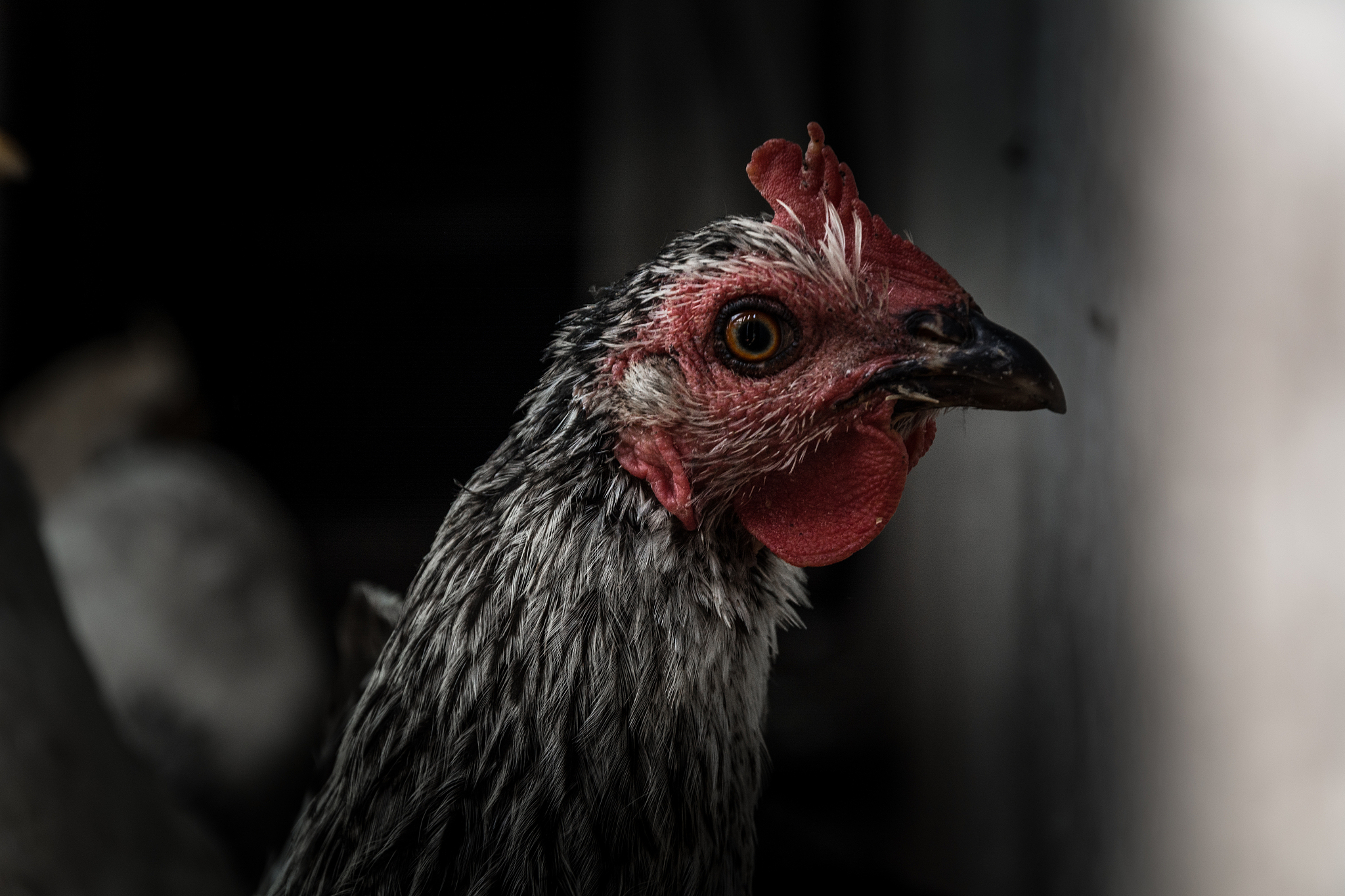 chicken
