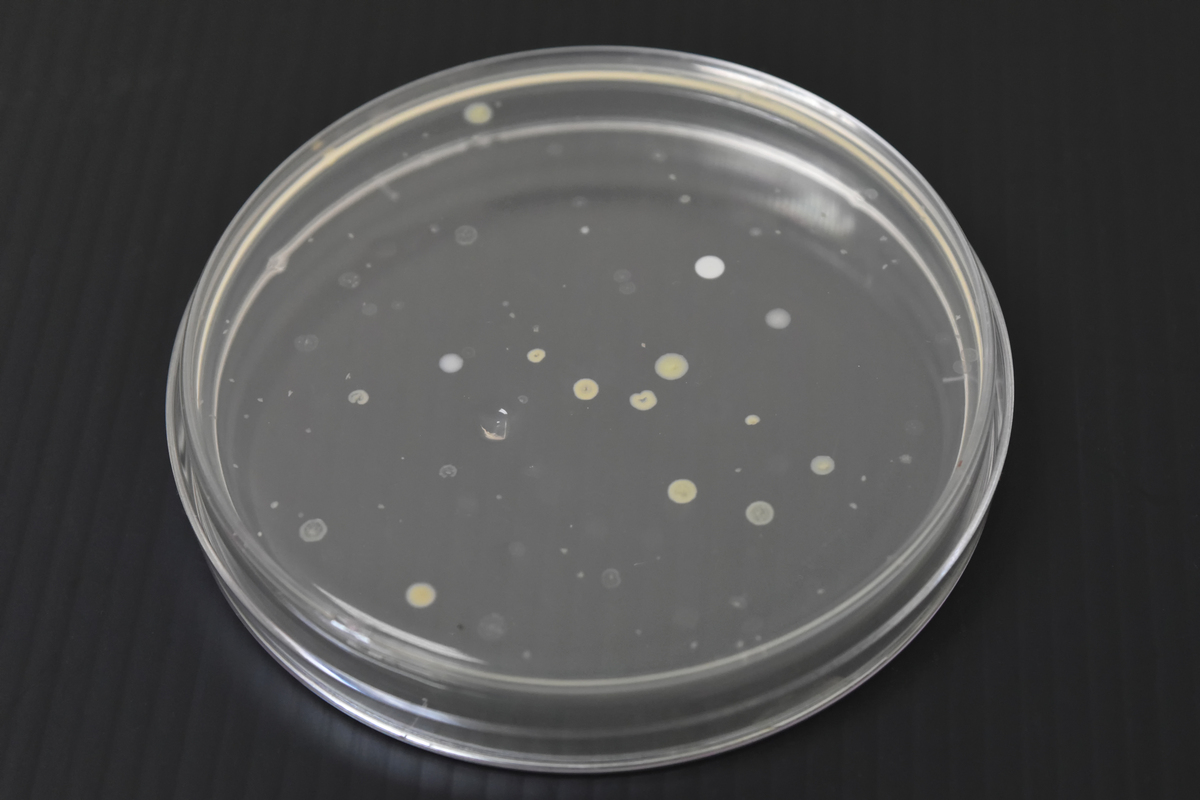 如何判断硝化细菌培养成功？