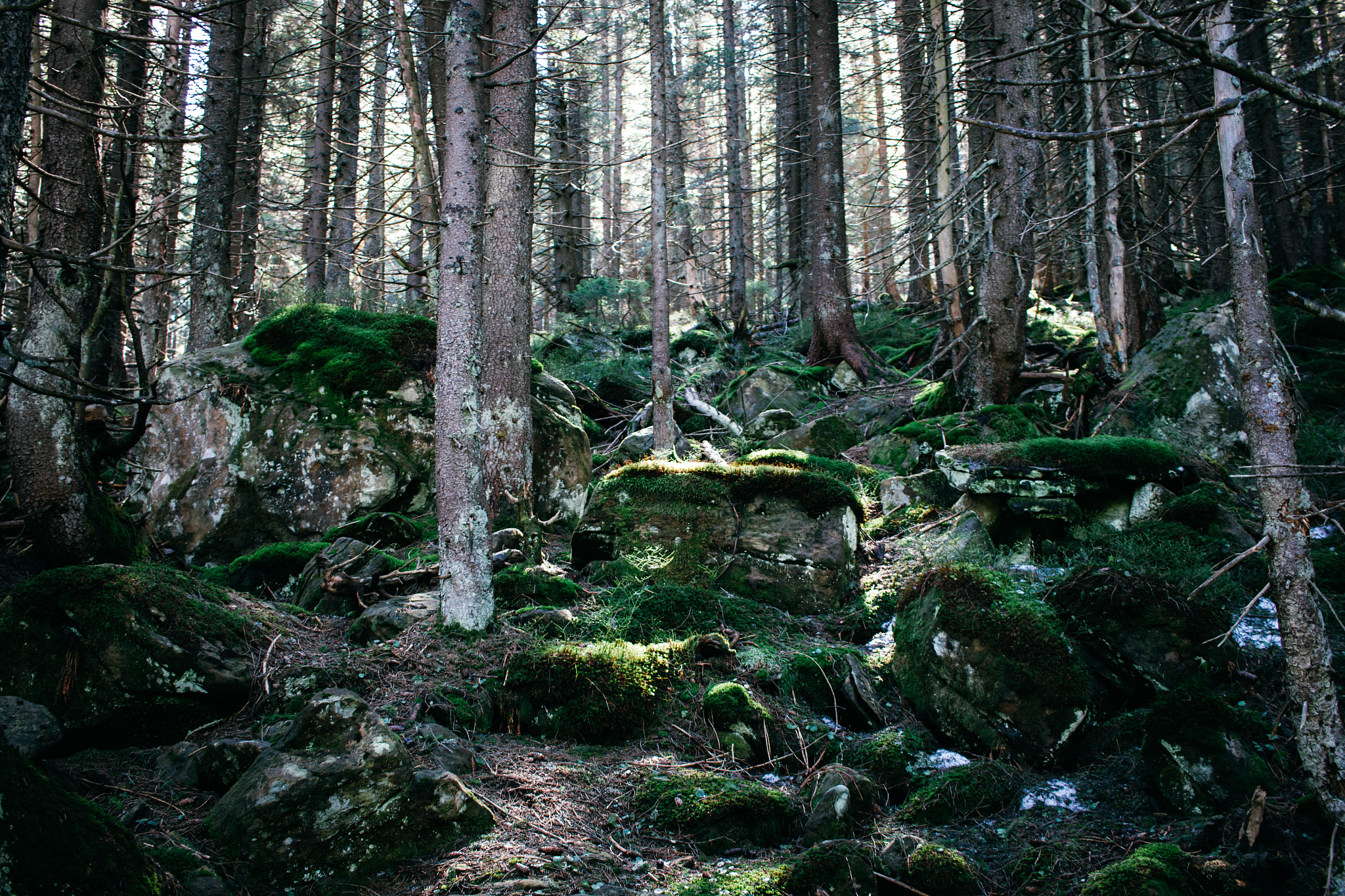 一段与生物神奇对话的故事