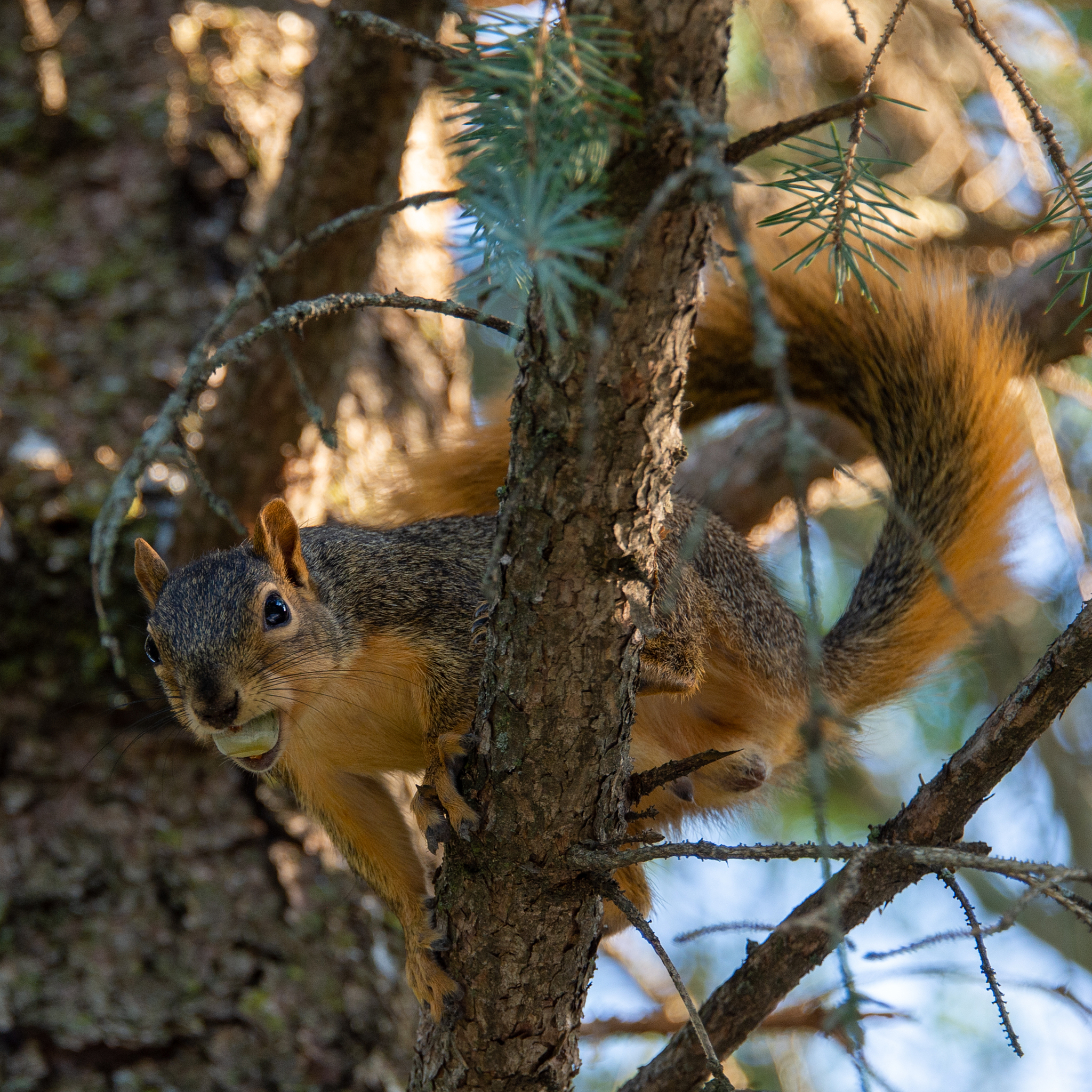 那只松鼠带给我的启示 - 一篇关于友谊和生命的短文