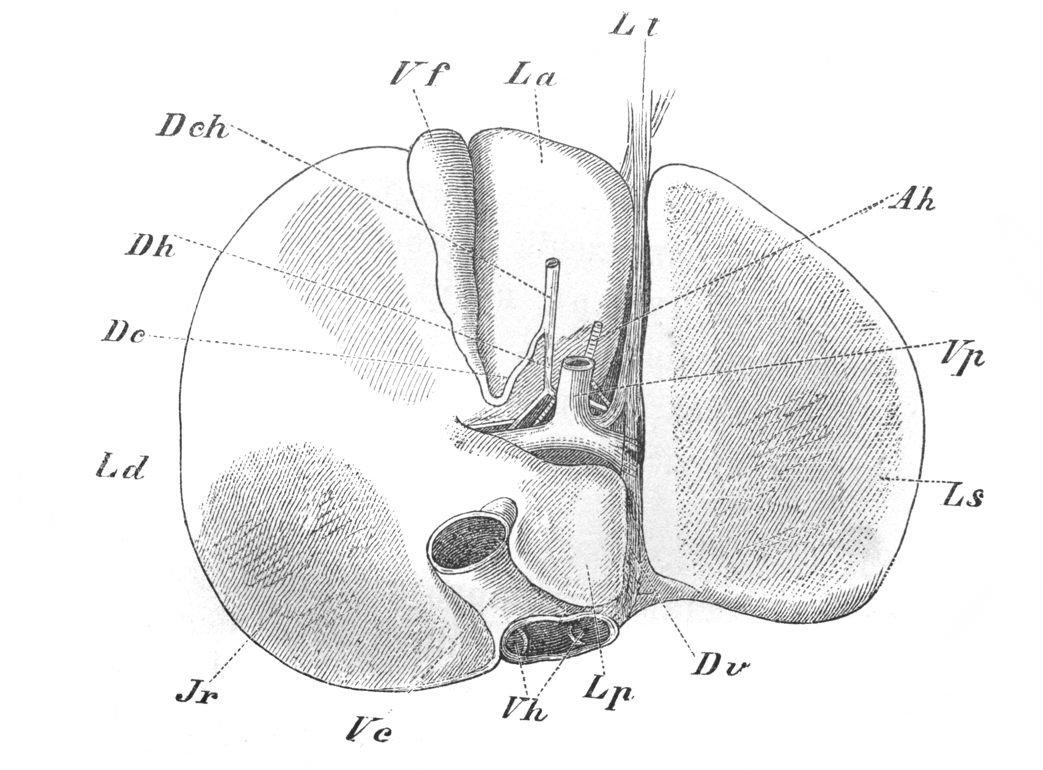 中国肝脏外科奠基人：五叶四段理论与创新技术的开拓者