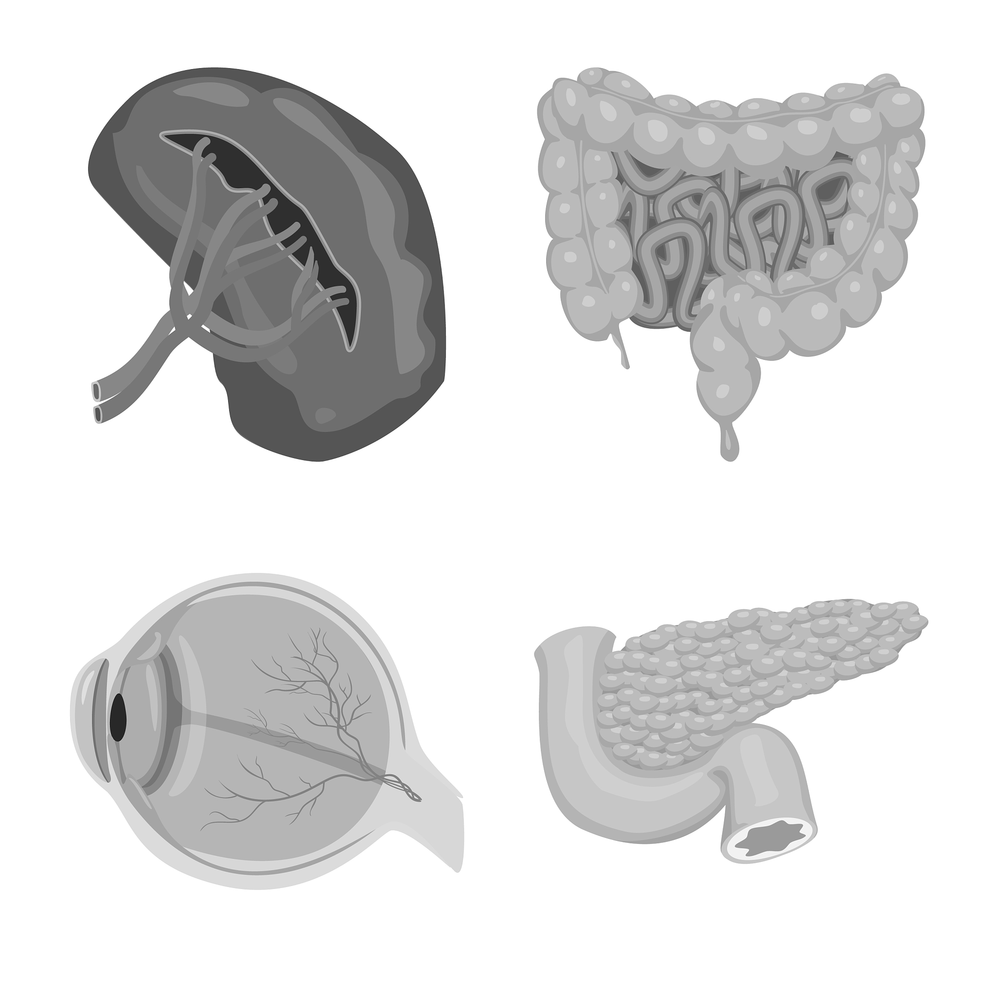 沙利氏血红蛋白计测鸡血血红蛋白正常范围：10-18g/dL