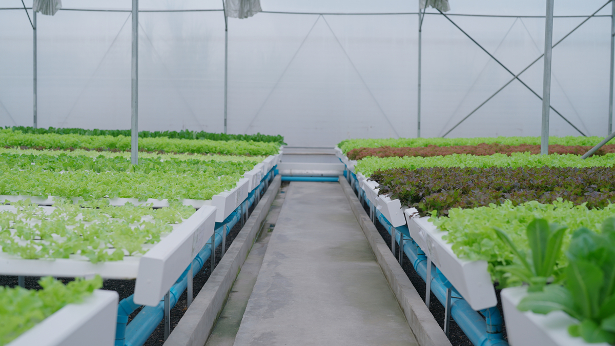 基于物联网技术的温室种植环境监控系统设计与实现可以解决那些现实中的问题