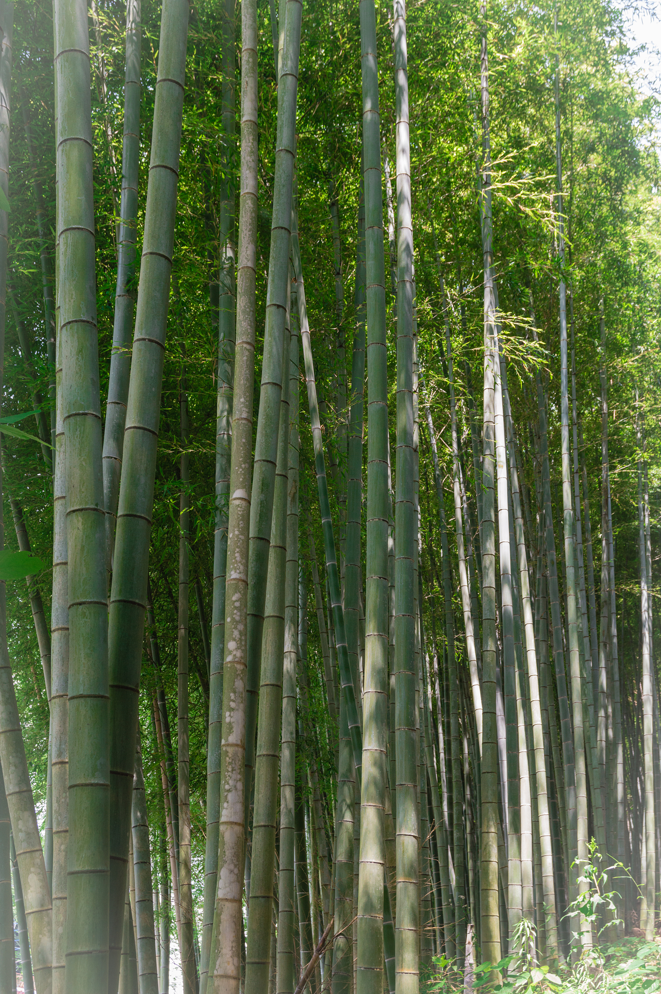 bamboo forest