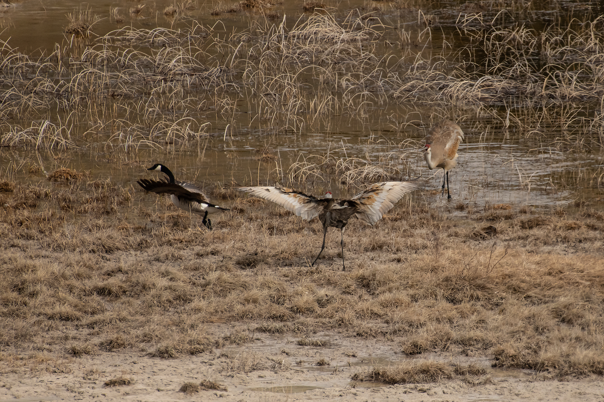 黄石艺术学校2023年有哪些专业？