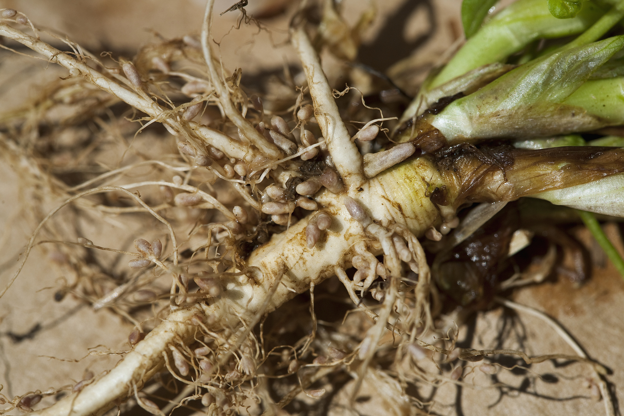根瘤菌与豆科植物共生固氮：中文检索技巧
