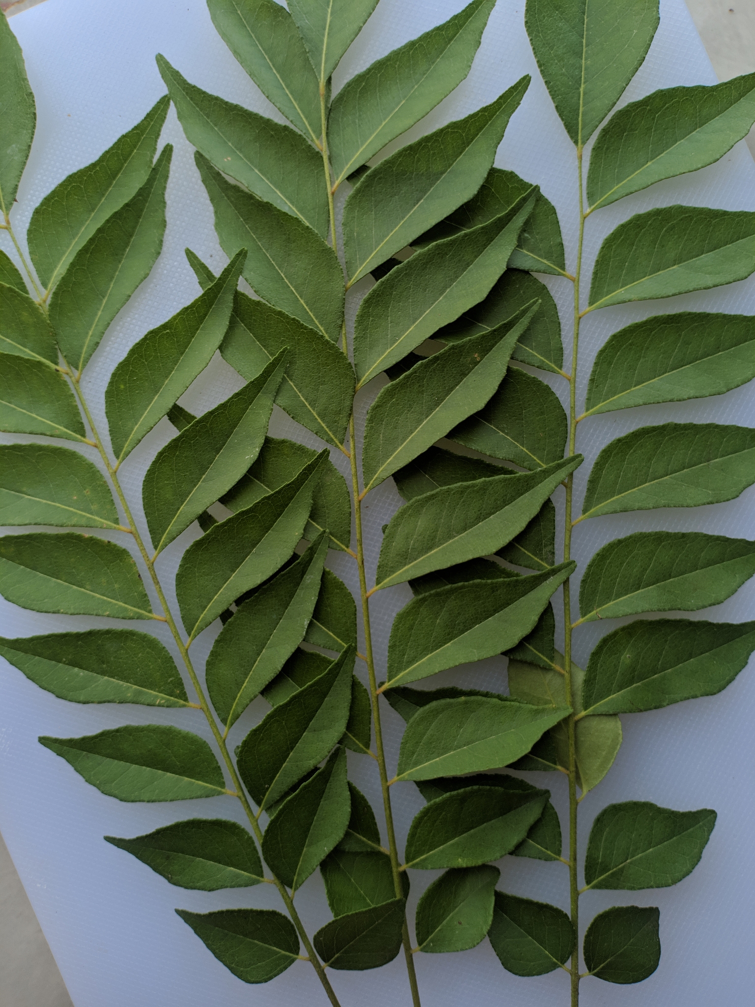 fresh curry leaf vegetable