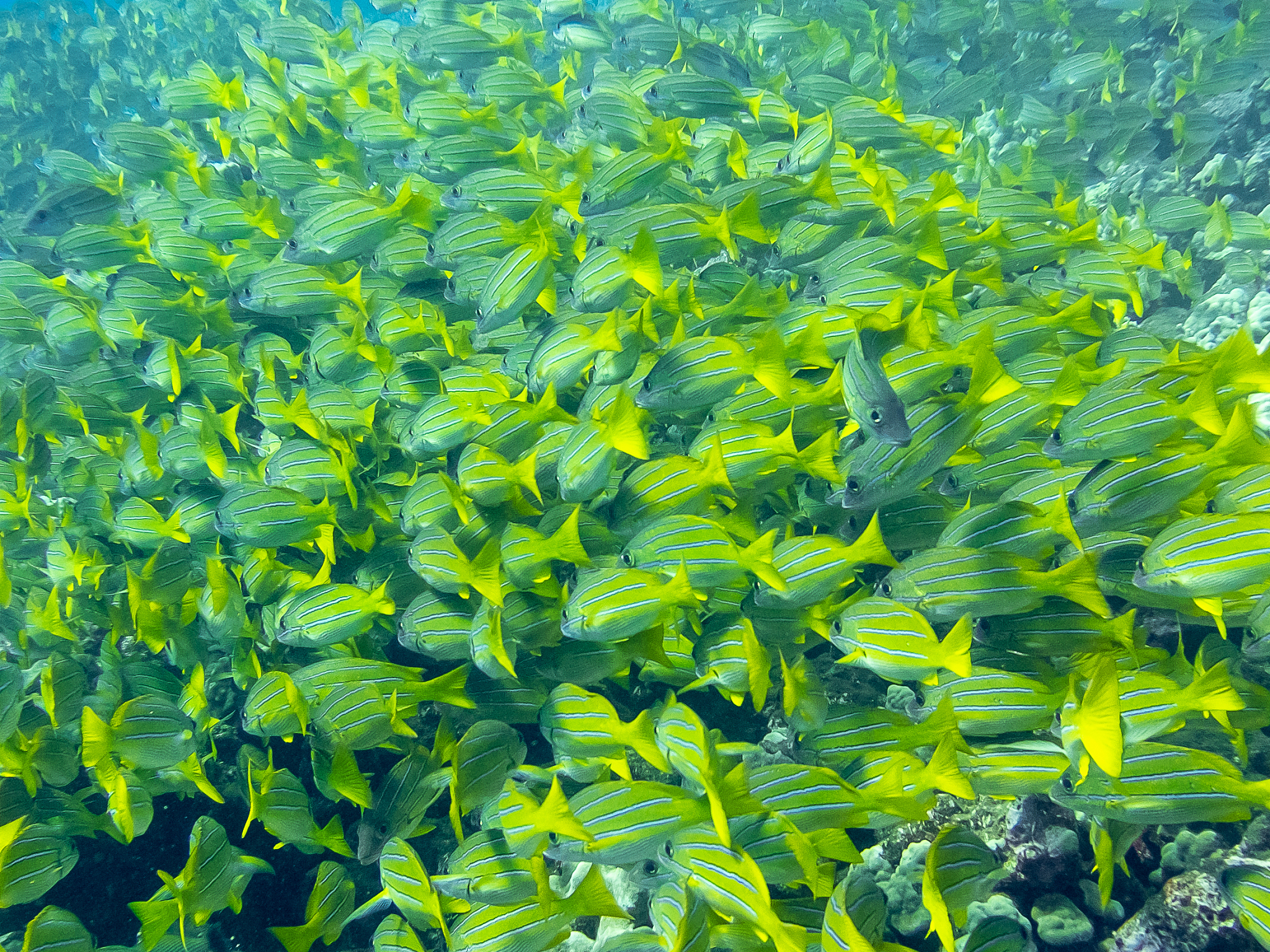 underwater